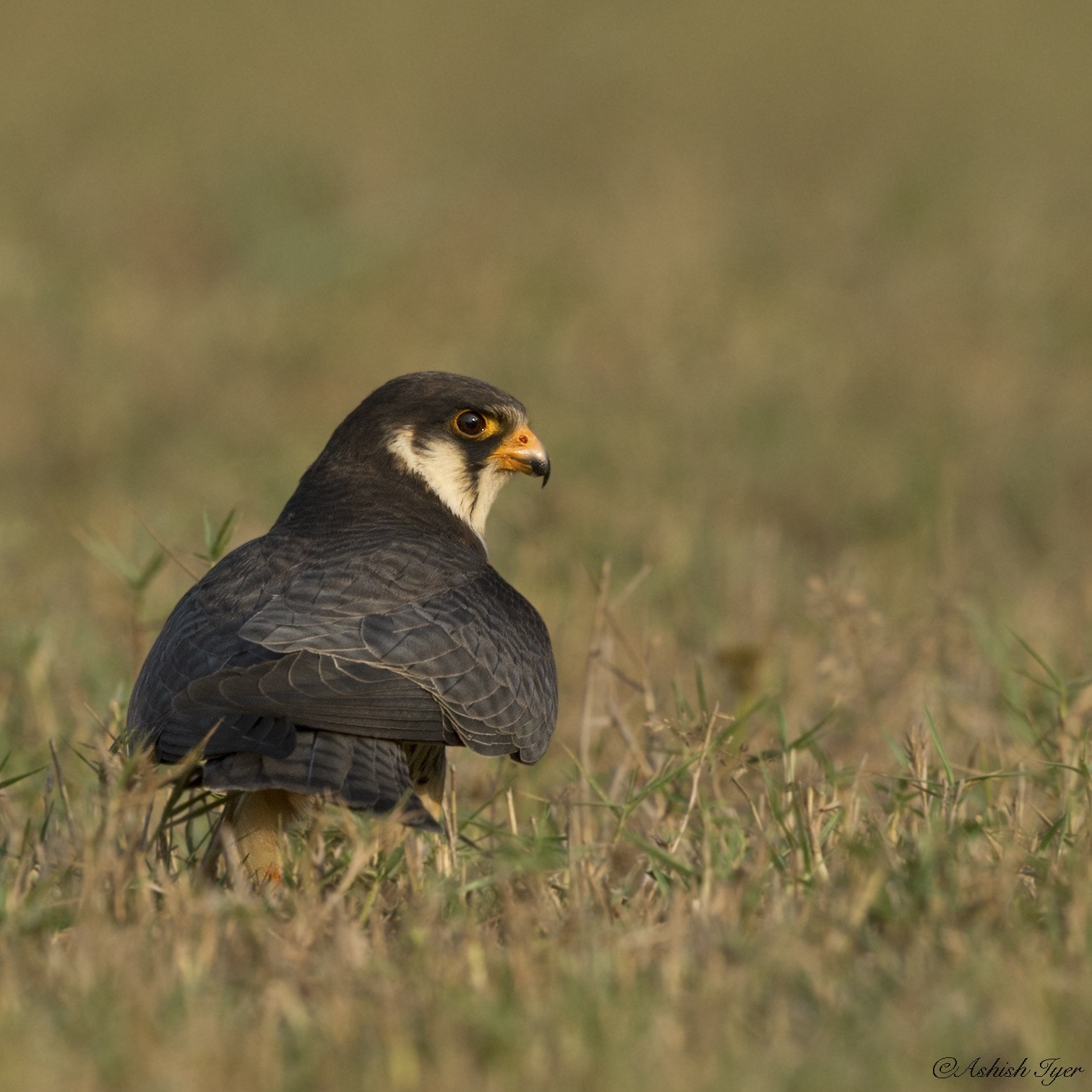 Canon EF 500mm F4L IS II USM sample photo. The elusive amur falcon photography