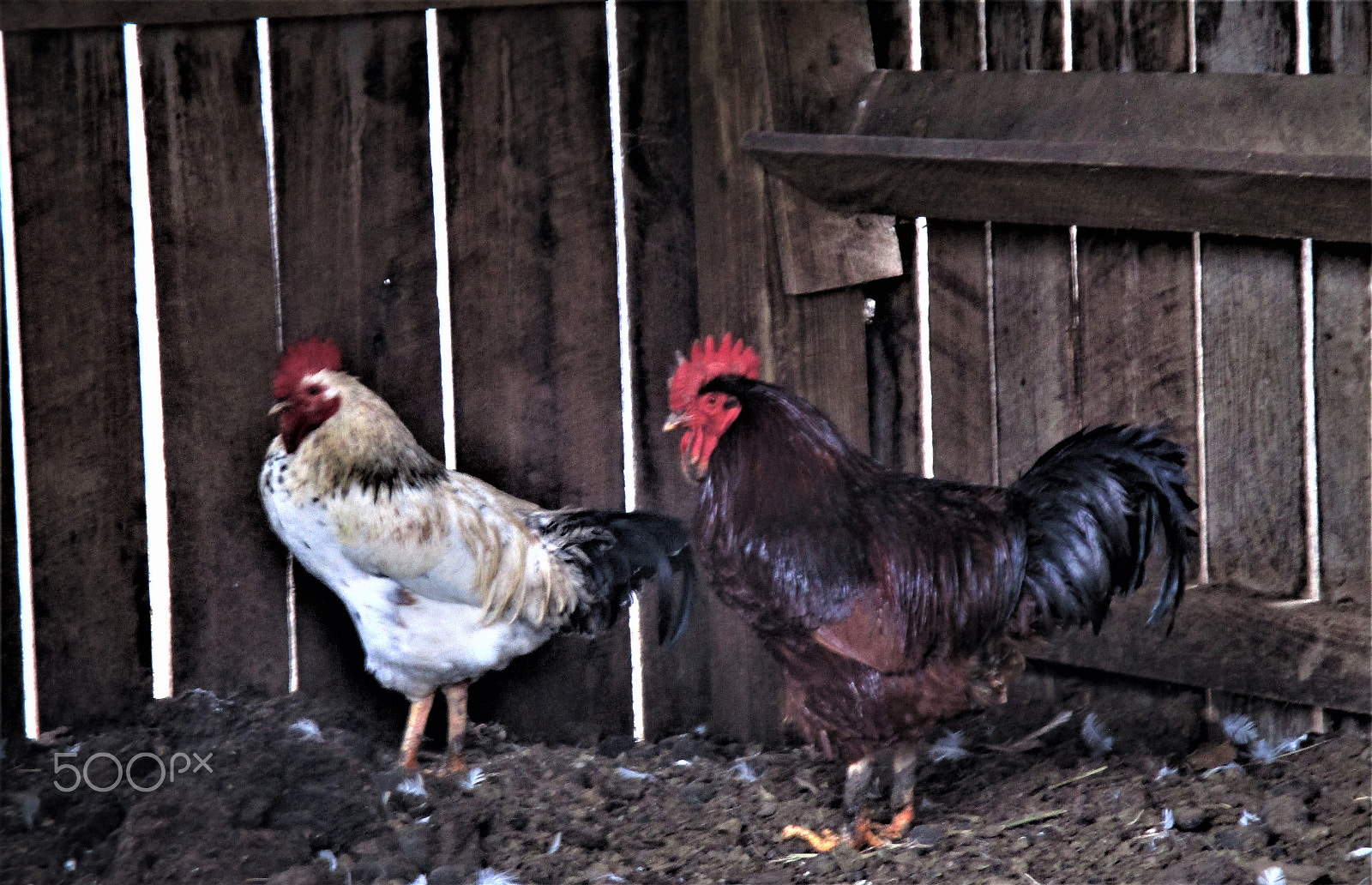 Canon PowerShot ELPH 160 (IXUS 160 / IXY 150) sample photo. Roosters photography