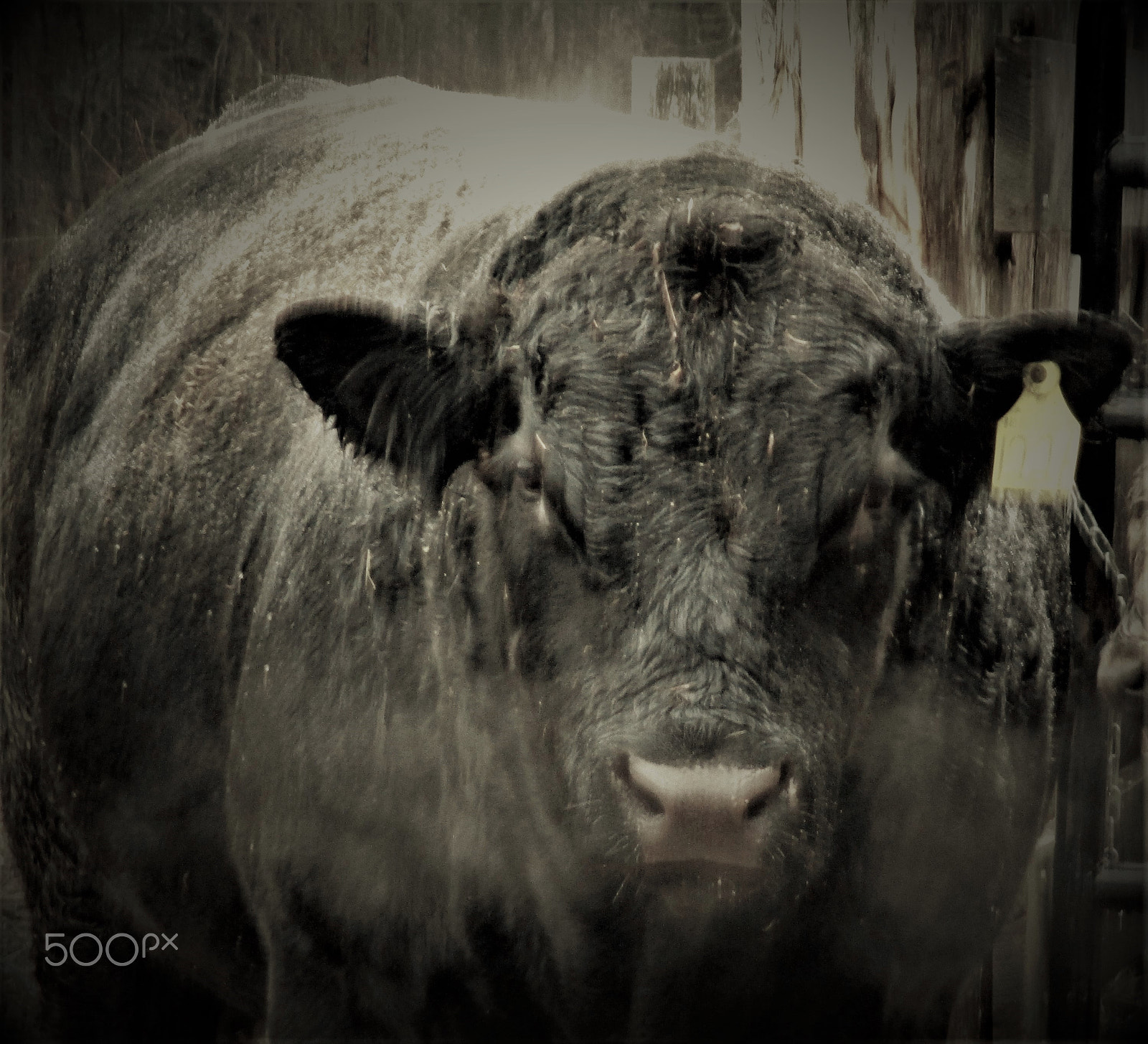 Canon PowerShot ELPH 160 (IXUS 160 / IXY 150) sample photo. The old bull photography