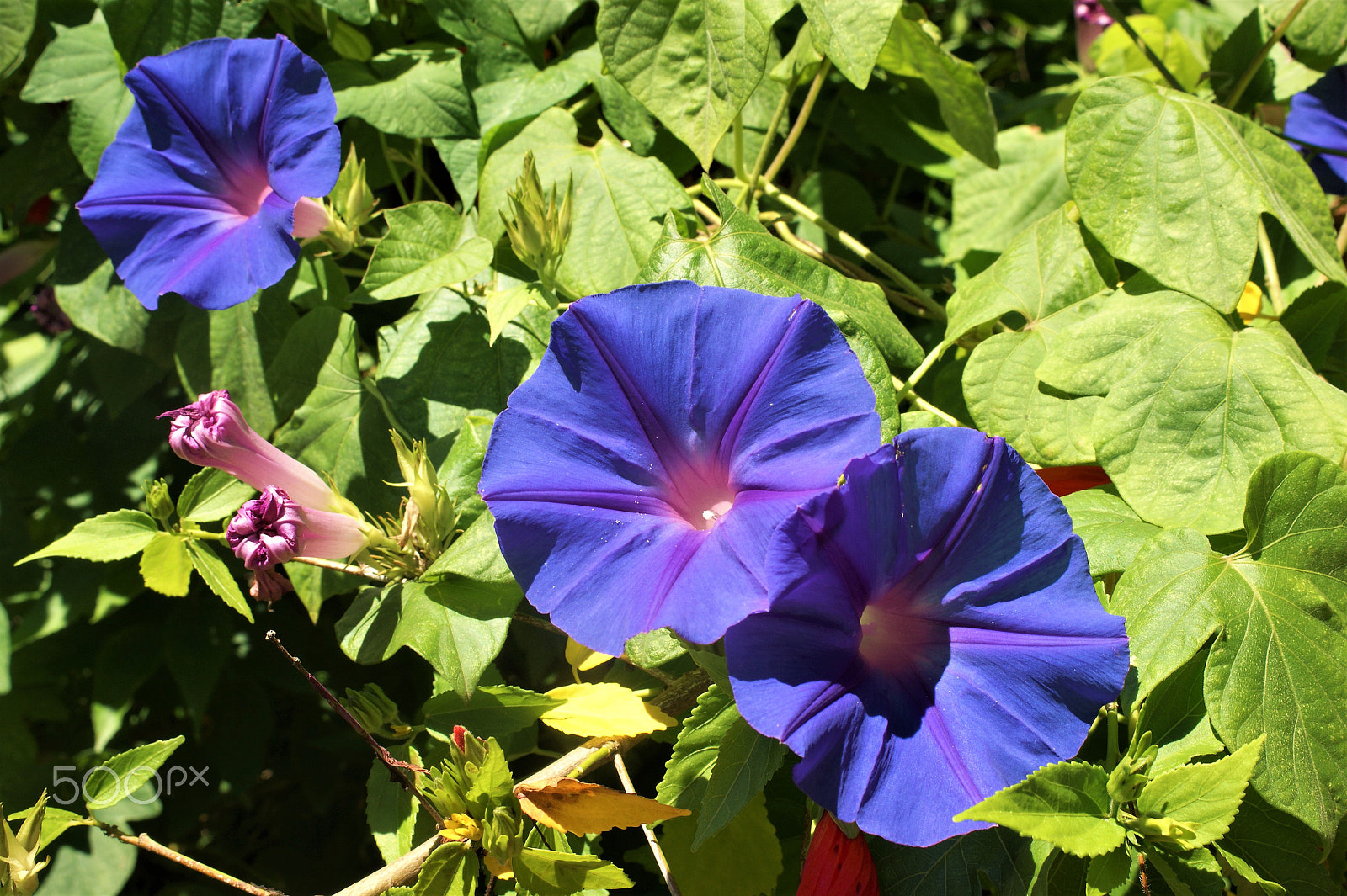 Sony Alpha DSLR-A390 sample photo. Flowers 24 photography