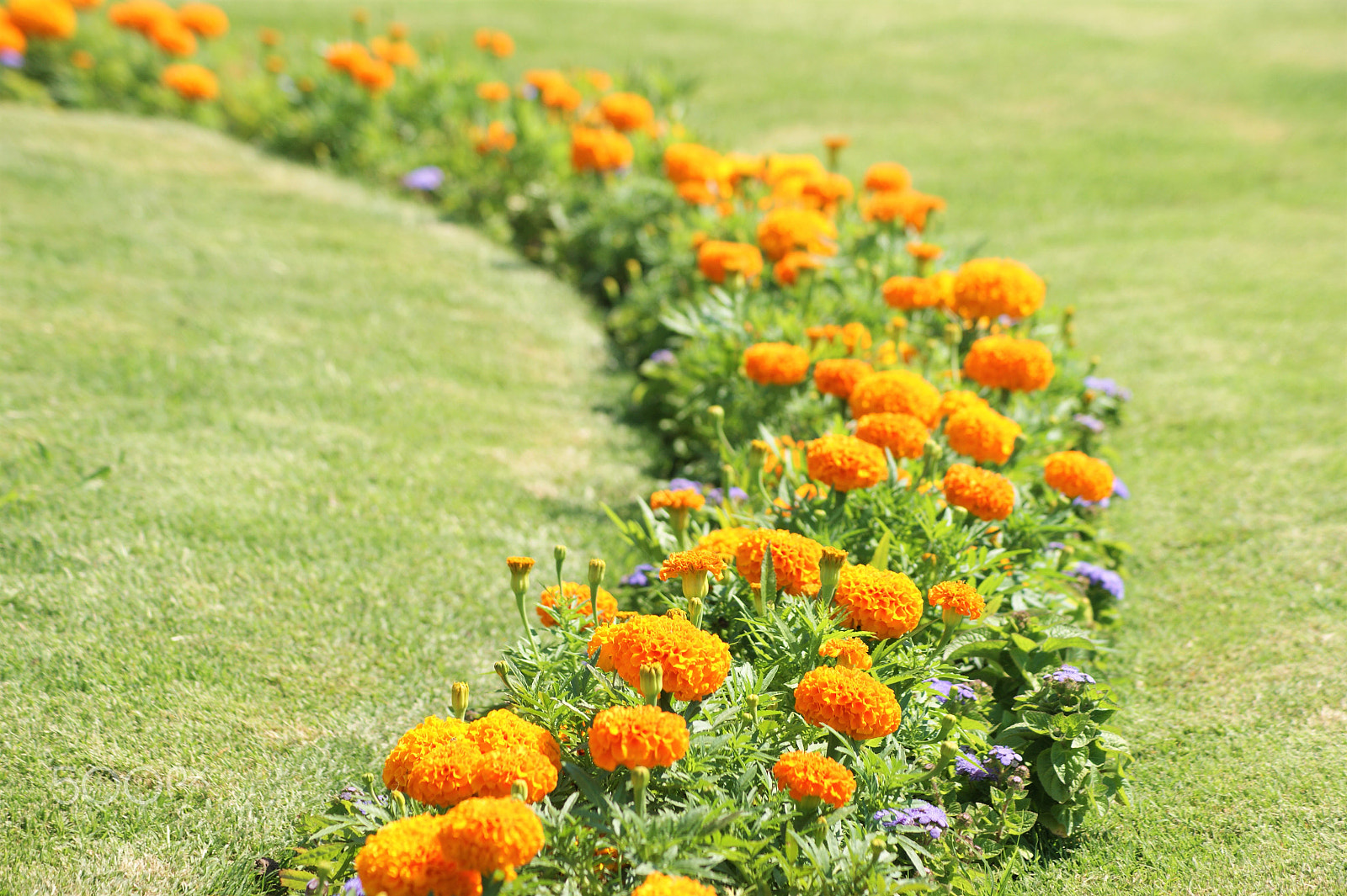 Sony DT 55-200mm F4-5.6 SAM sample photo. Flowers 25 photography