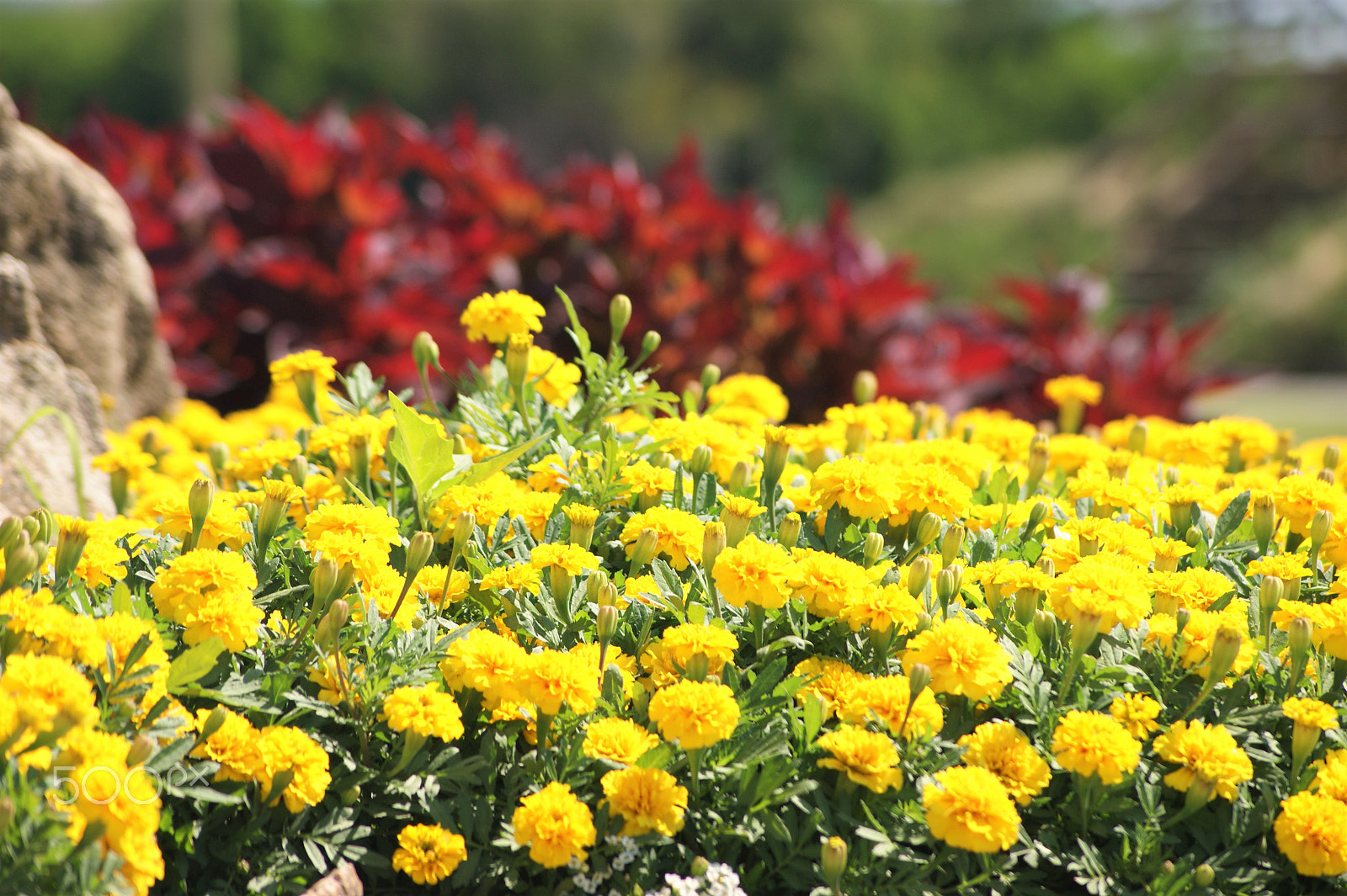 Sony Alpha DSLR-A390 sample photo. Flowers 26 photography