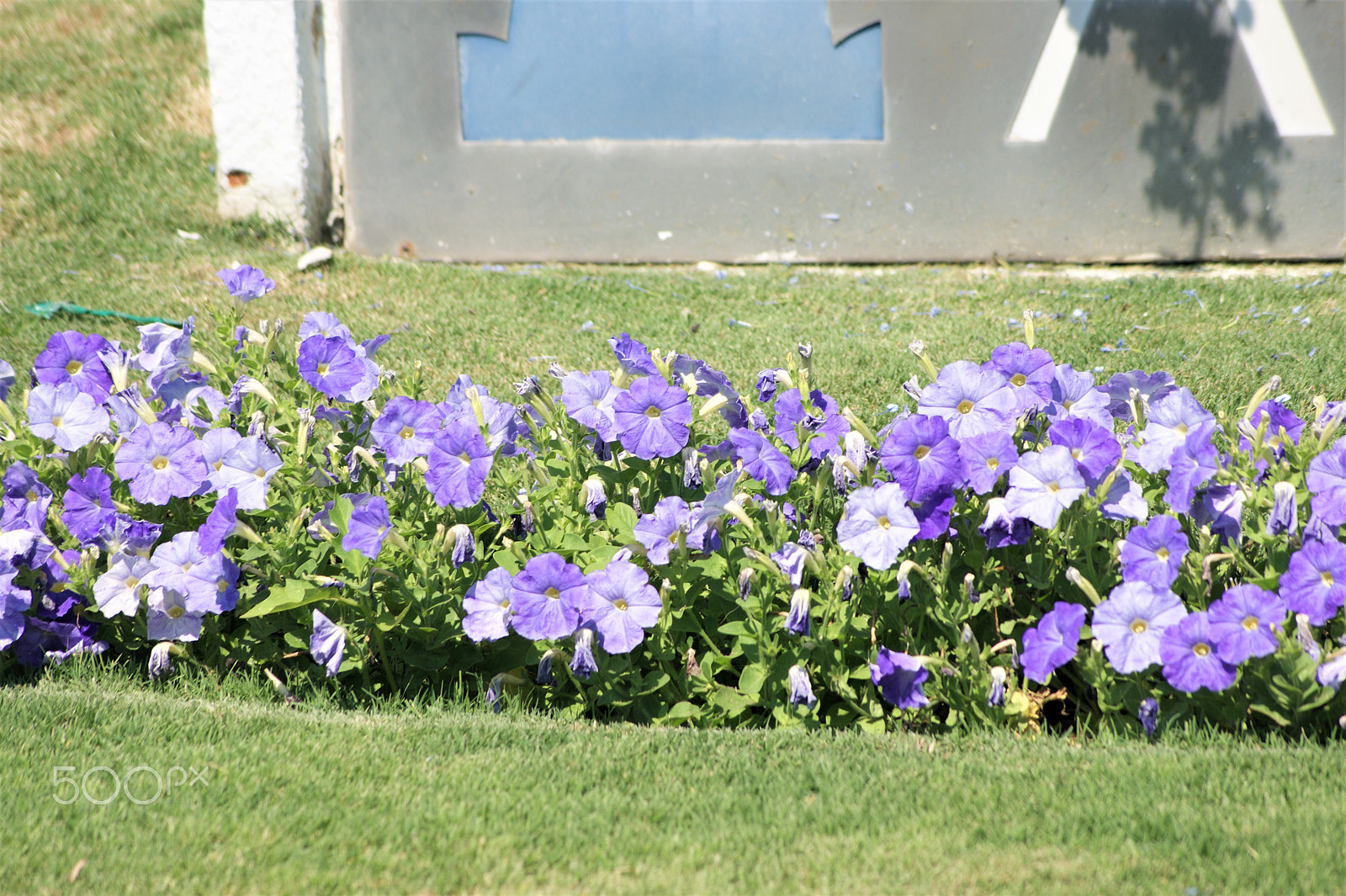 Sony Alpha DSLR-A390 + Sony DT 55-200mm F4-5.6 SAM sample photo. Flowers 27 photography