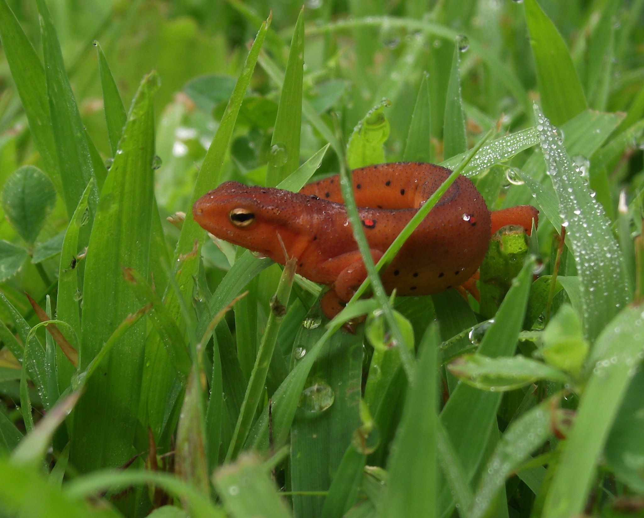 FujiFilm FinePix S1800 (FinePix S1880) sample photo. Newt photography