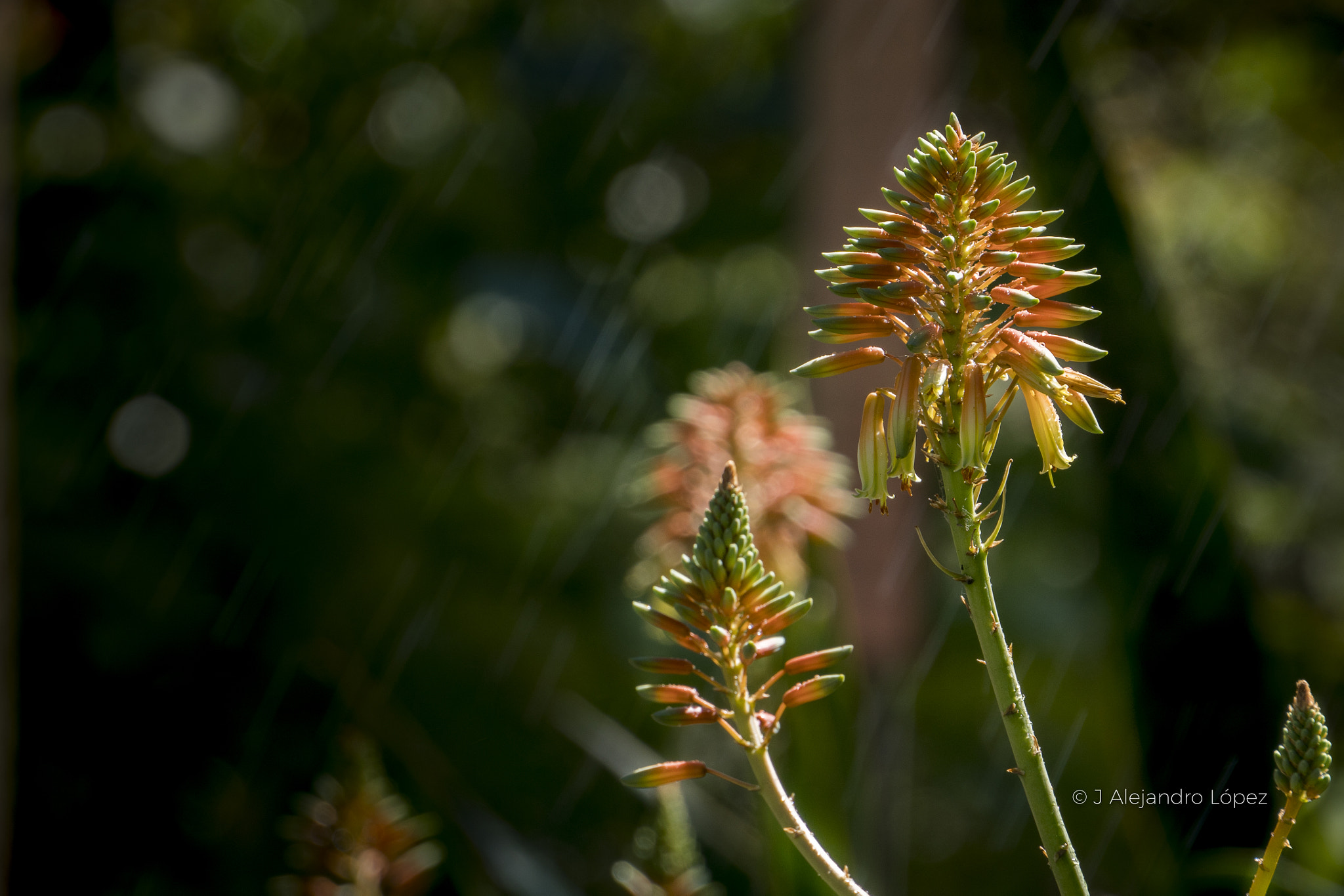 Sony a6300 + Sony E 55-210mm F4.5-6.3 OSS sample photo. Bells natural 2-4 photography