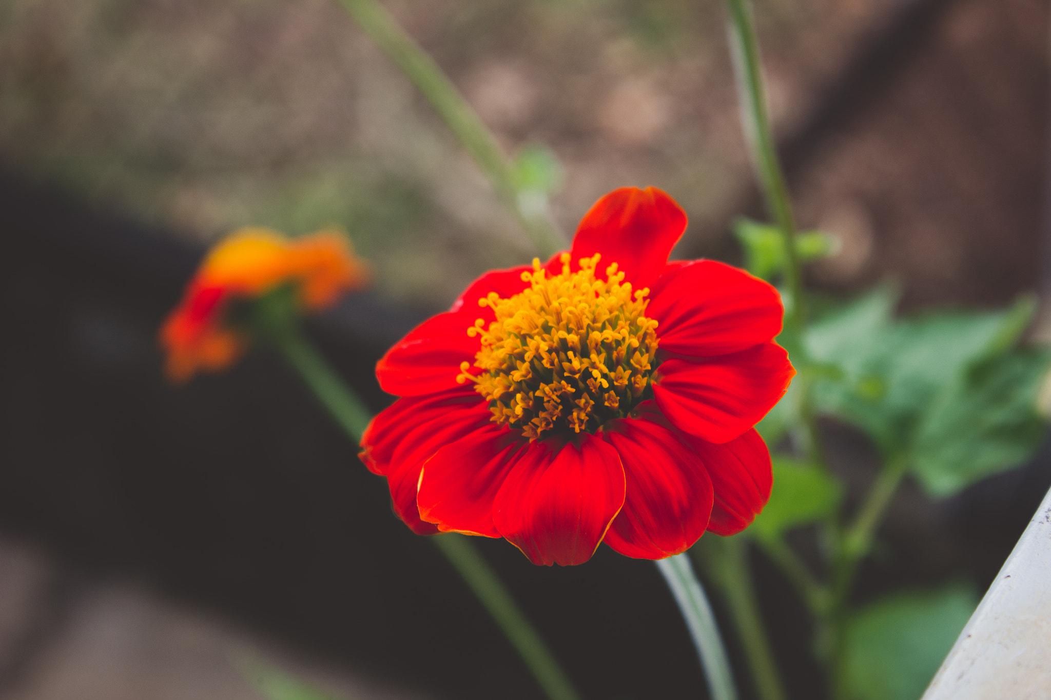 Canon EOS 550D (EOS Rebel T2i / EOS Kiss X4) sample photo. Flower photography