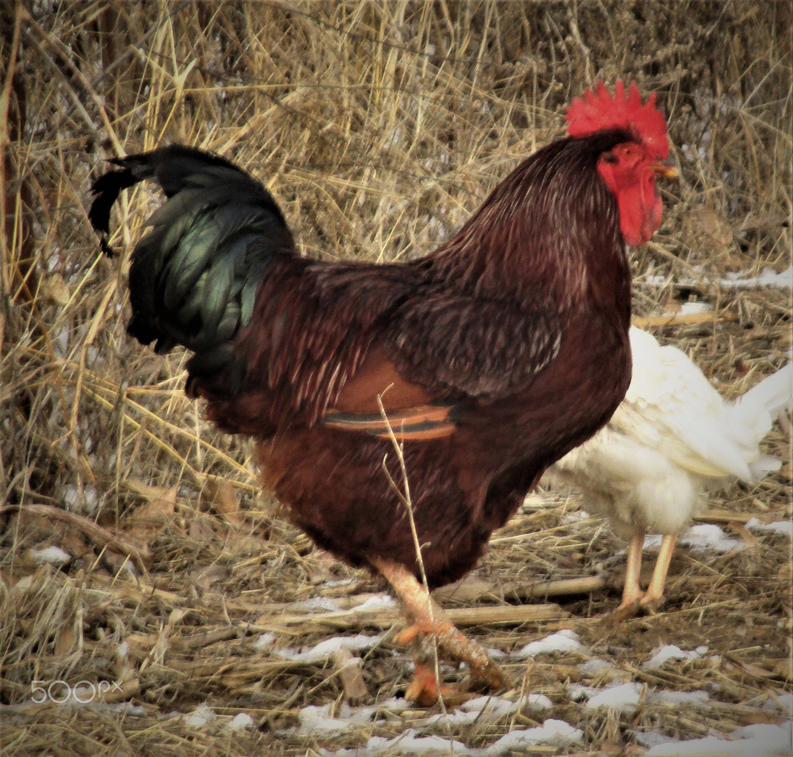Canon PowerShot ELPH 160 (IXUS 160 / IXY 150) sample photo. Strutting photography