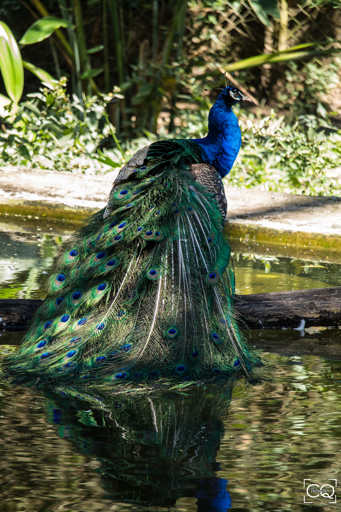Canon EF-S 55-250mm F4-5.6 IS STM sample photo. Pavo real photography