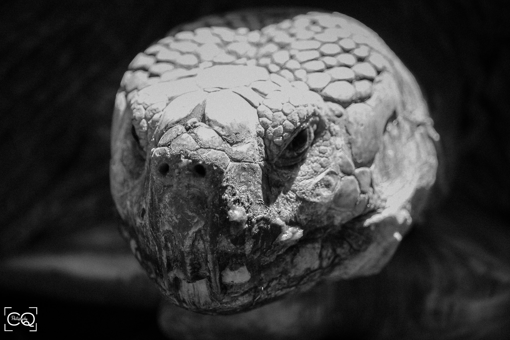 Canon EF-S 55-250mm F4-5.6 IS STM sample photo. The turtle photography