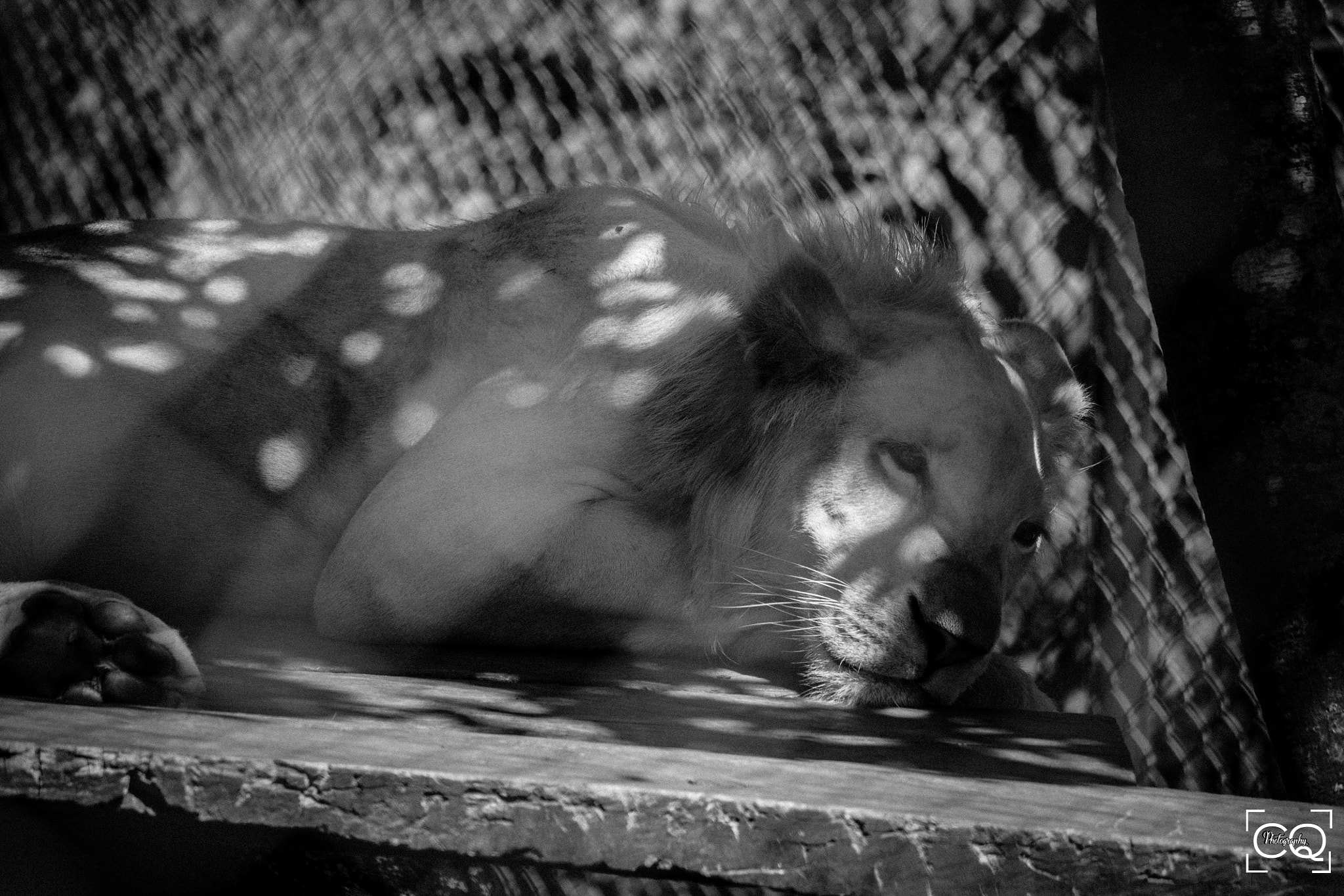 Canon EF-S 55-250mm F4-5.6 IS STM sample photo. Lion resting photography