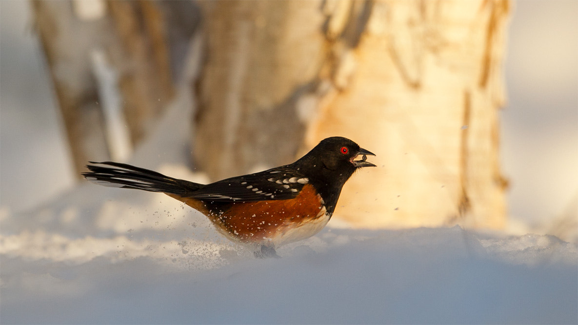Canon EF 500mm F4L IS USM sample photo. Three things i love: spotted towhees, birch trees, ... photography