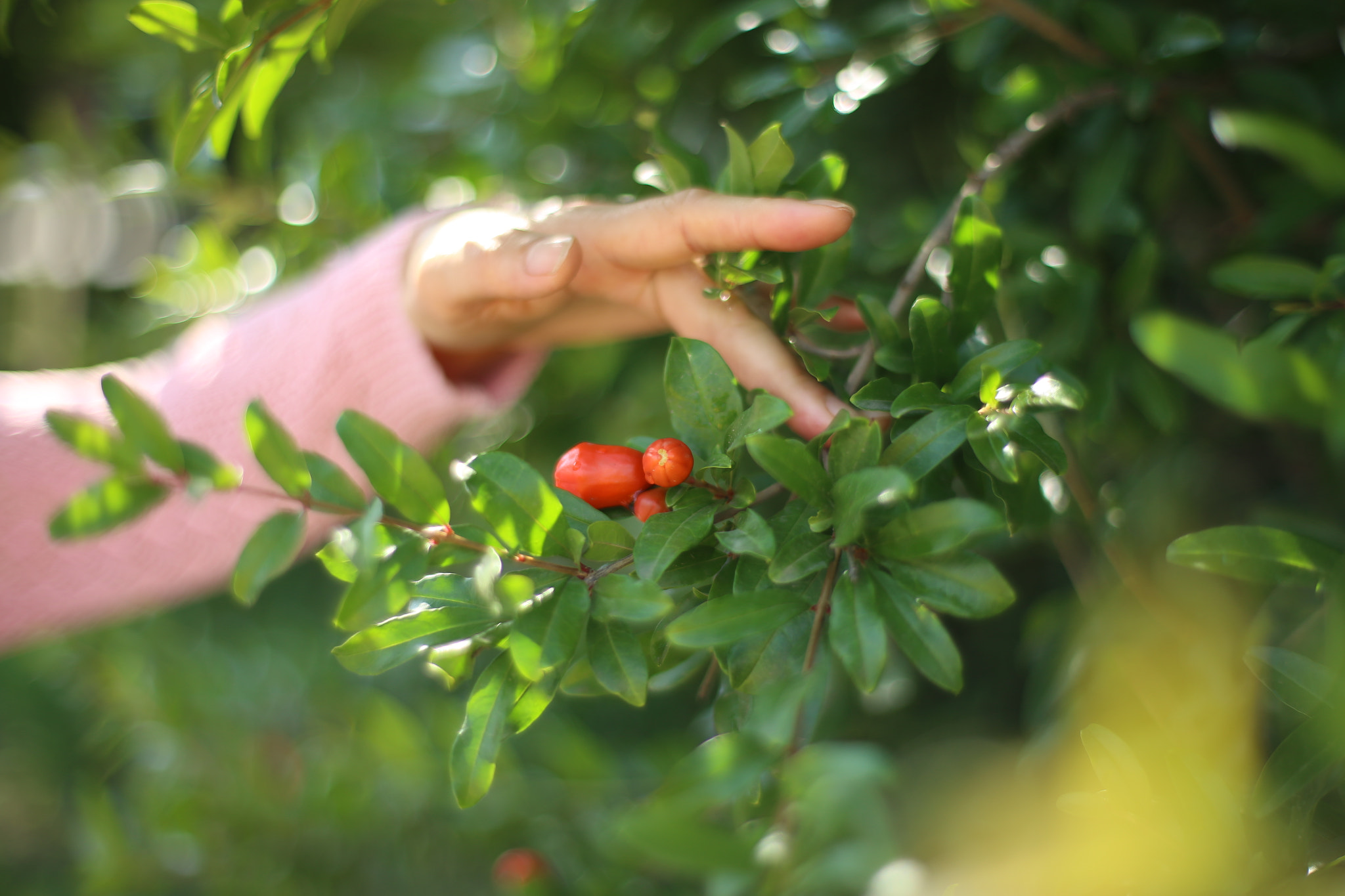 ZEISS Planar T* 50mm F1.4 sample photo. Pomegranate flower photography