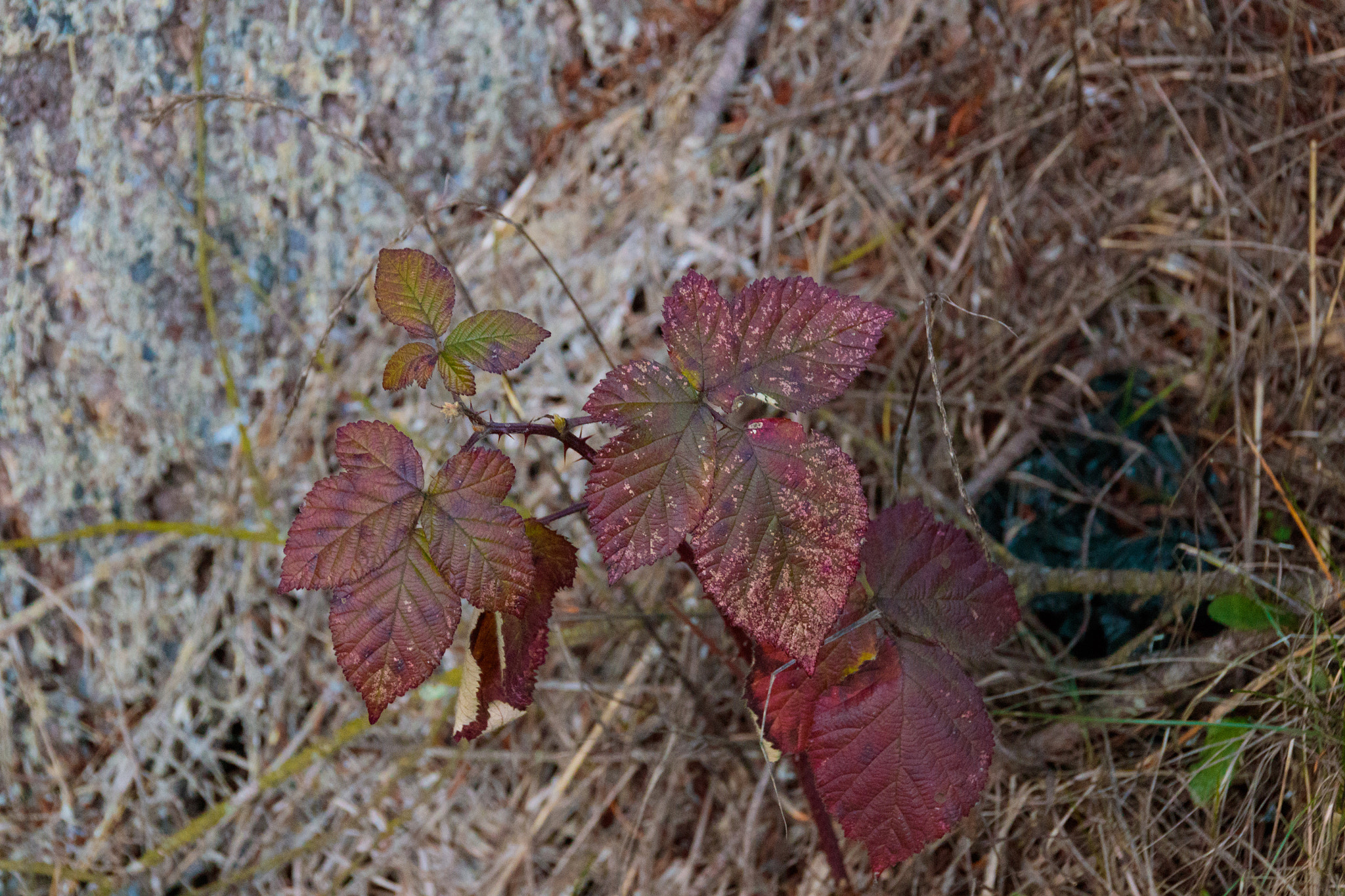 Sigma 18-250mm F3.5-6.3 DC OS HSM sample photo. Name that plant. photography