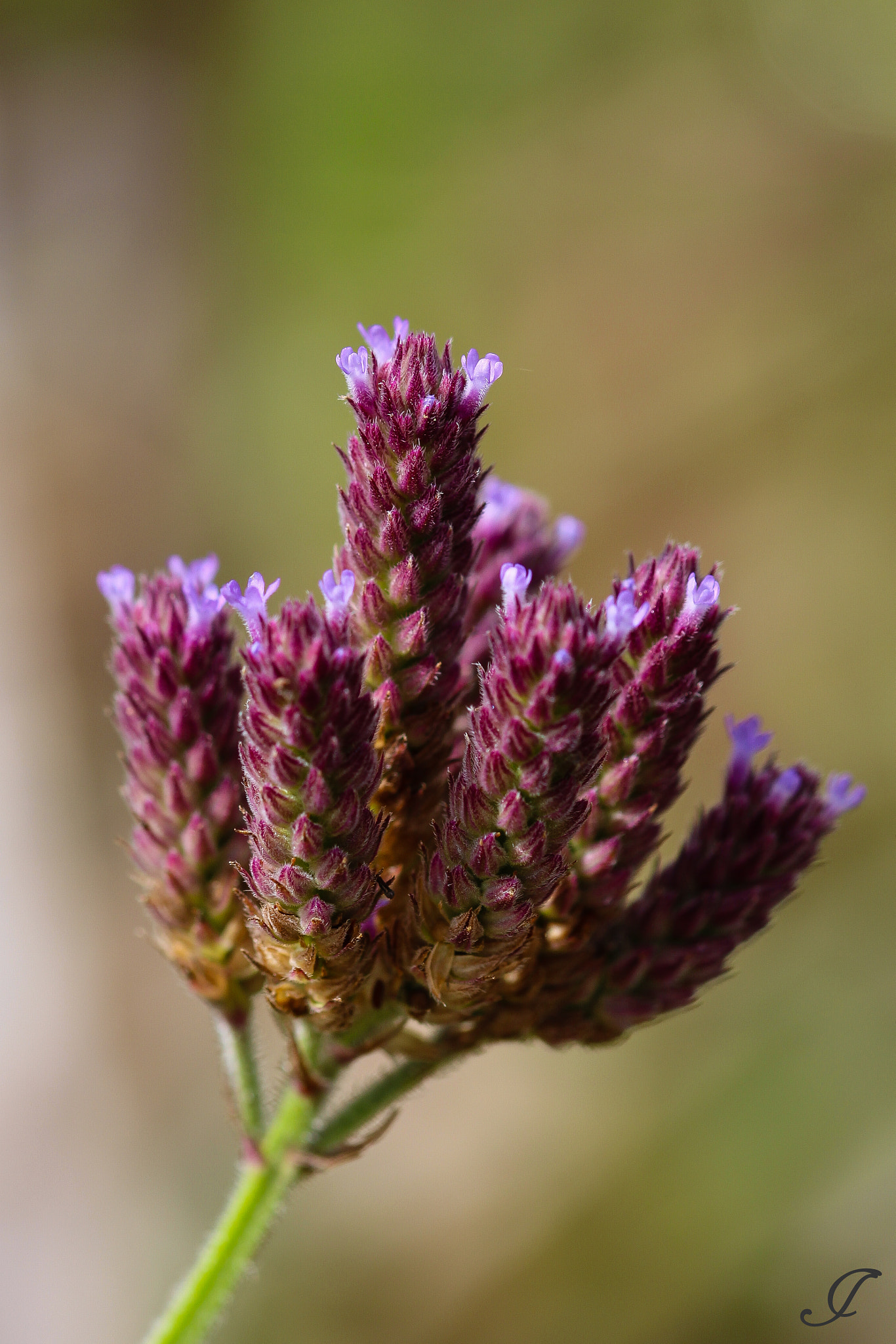 Sigma 105mm F2.8 EX DG OS HSM sample photo. Purplebunch photography