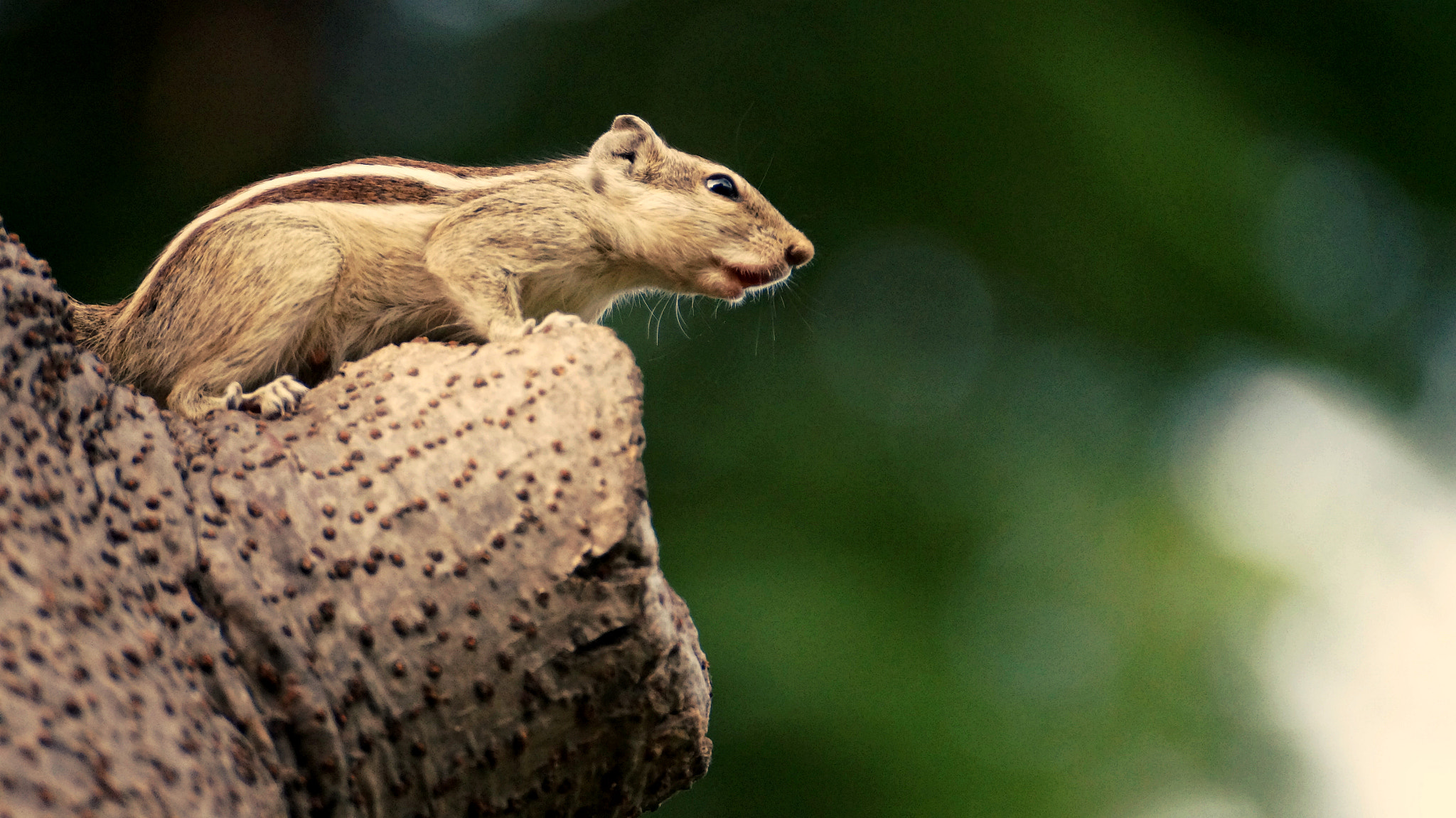 Sony SLT-A57 sample photo. The keen observer! photography