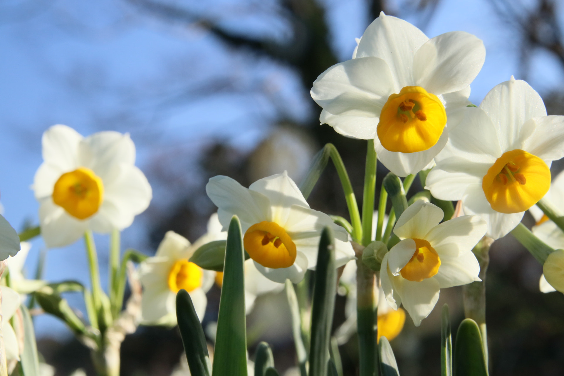 Canon EOS 80D sample photo. Narcissus - okuzure/kyonan photography
