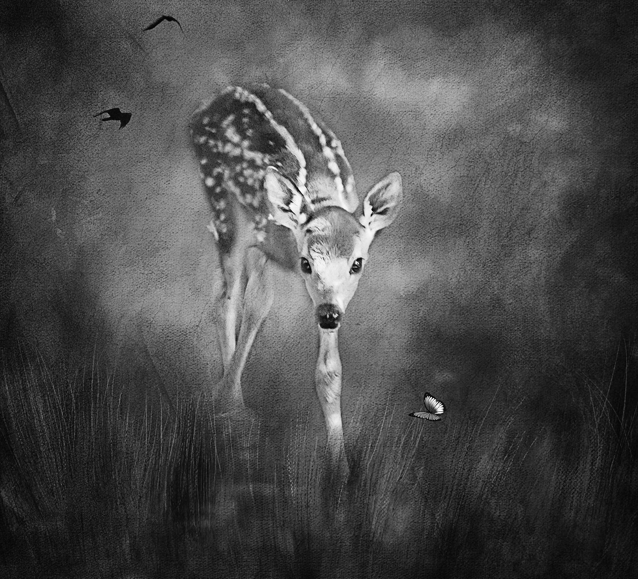 Sigma 70-300mm F4-5.6 APO DG Macro sample photo. Bambi in the grass bw photography