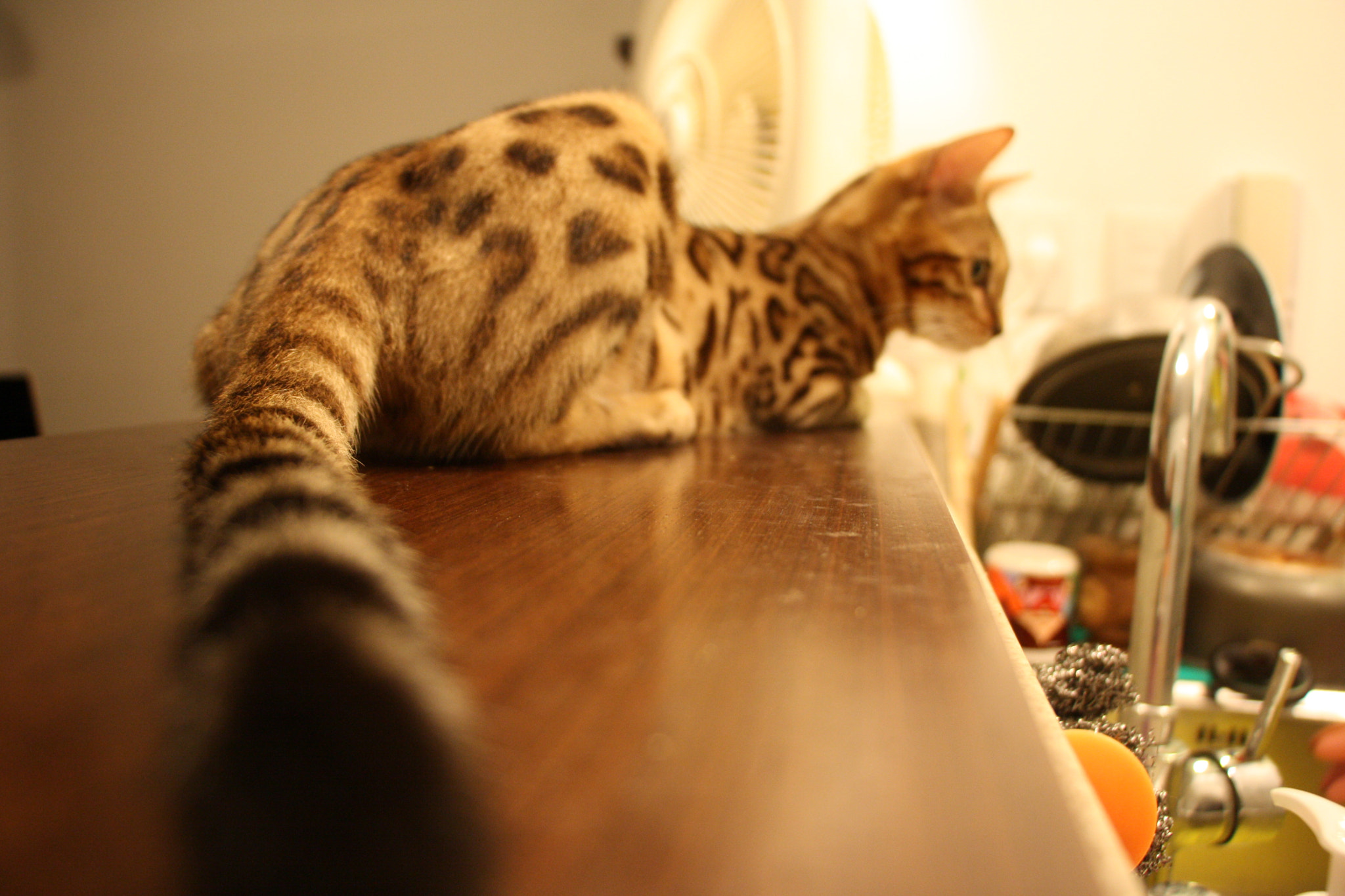 Canon EOS 1000D (EOS Digital Rebel XS / EOS Kiss F) sample photo. King julien photography