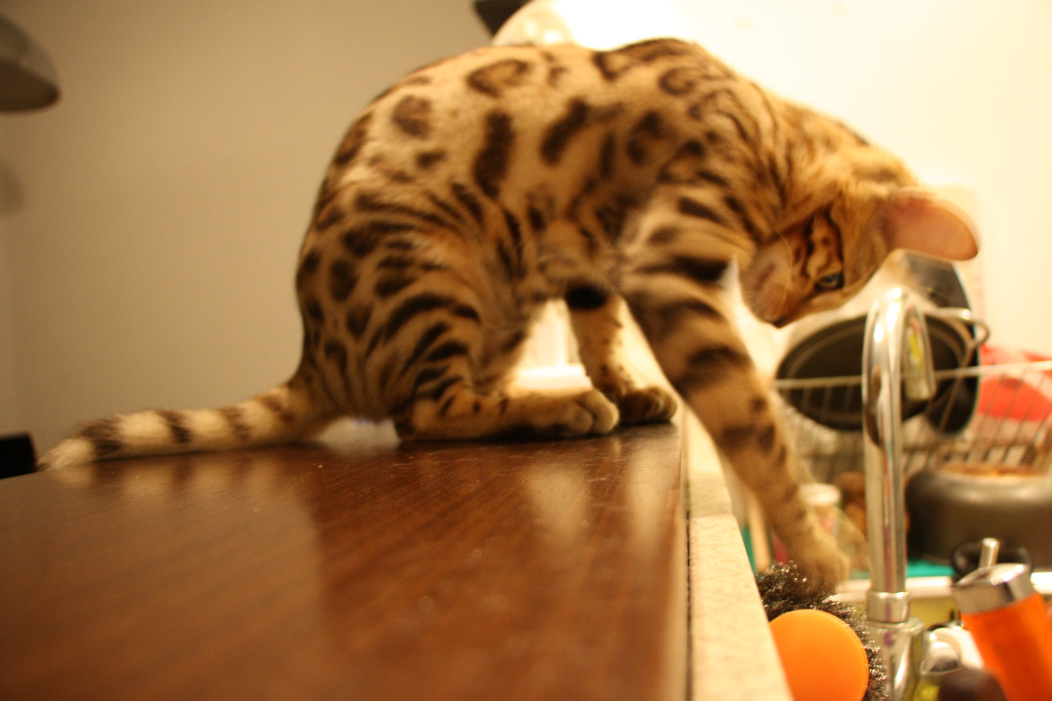 Canon EOS 1000D (EOS Digital Rebel XS / EOS Kiss F) sample photo. Nosy cat photography