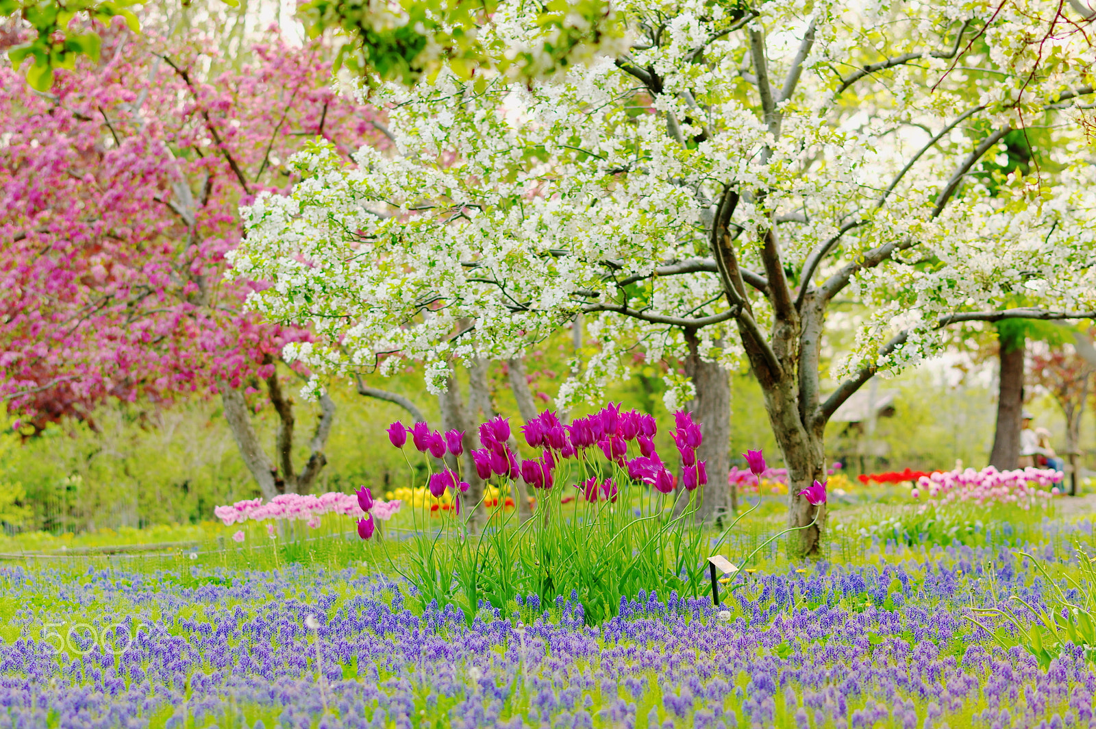 Pentax K-3 + Pentax smc DA* 55mm F1.4 SDM sample photo. Colors in spring photography