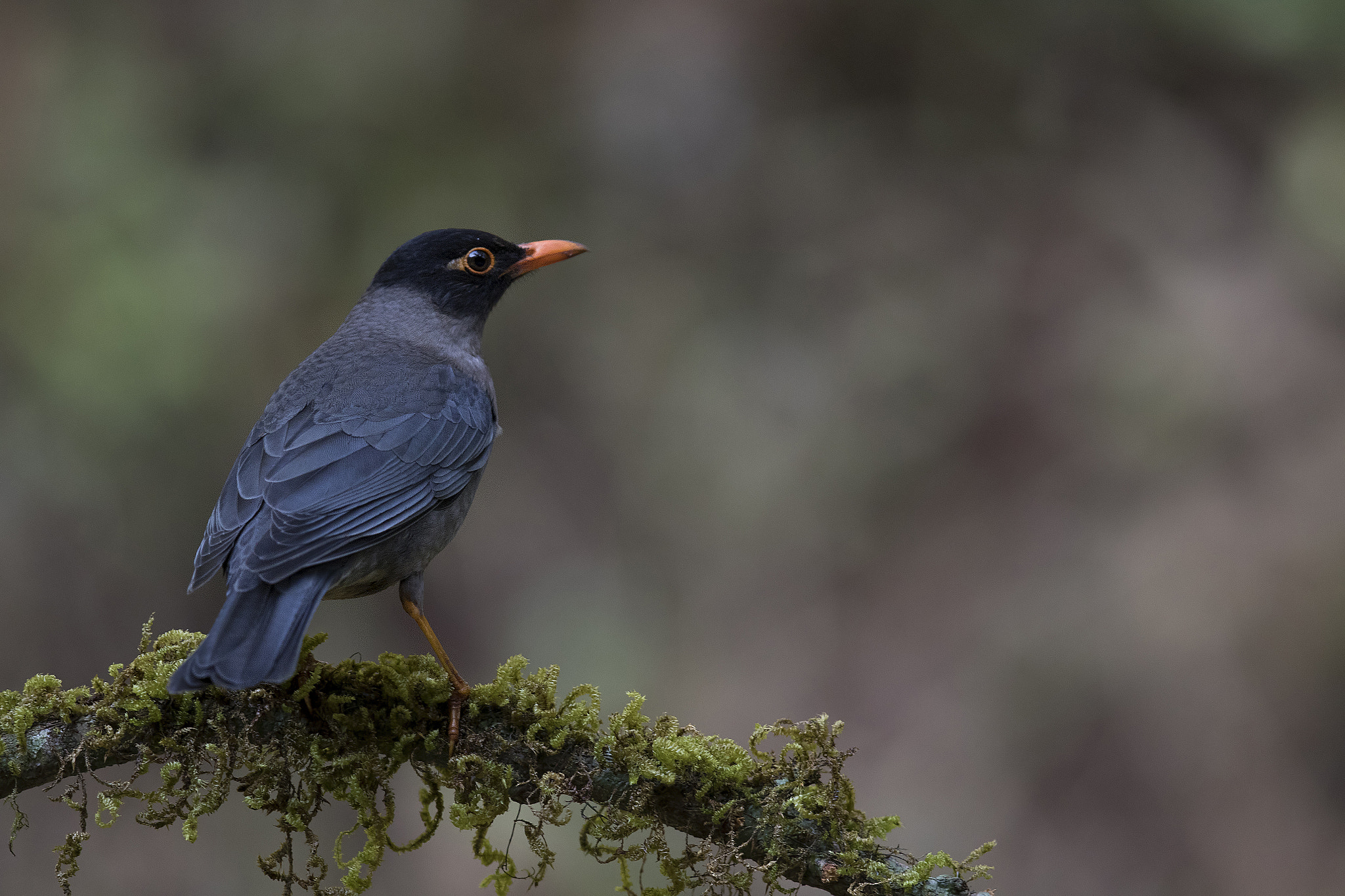 Canon EF 600mm F4L IS II USM sample photo. Indian blackbird photography
