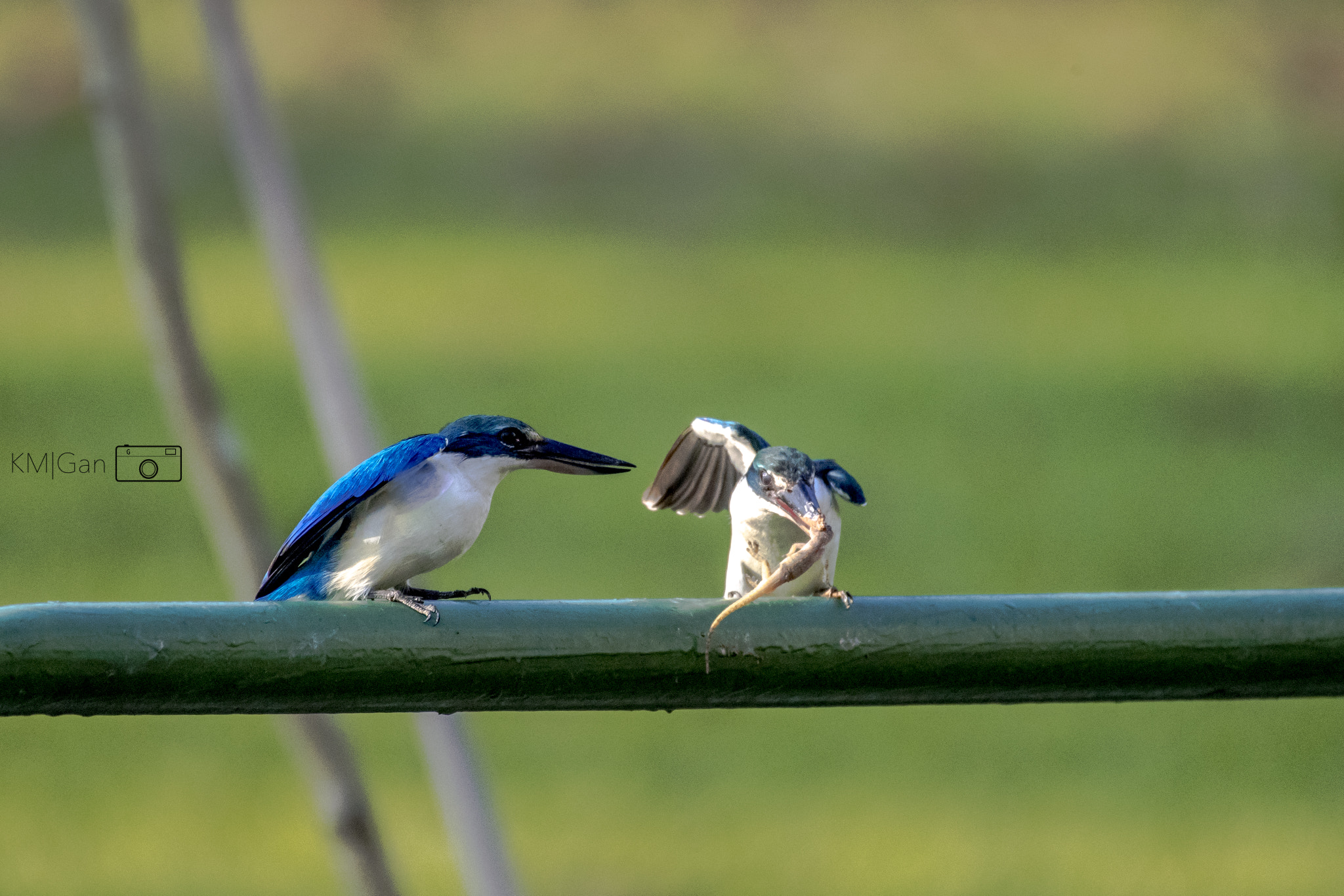 Nikon D5 sample photo. Collared kingfisher, accepting the offer photography