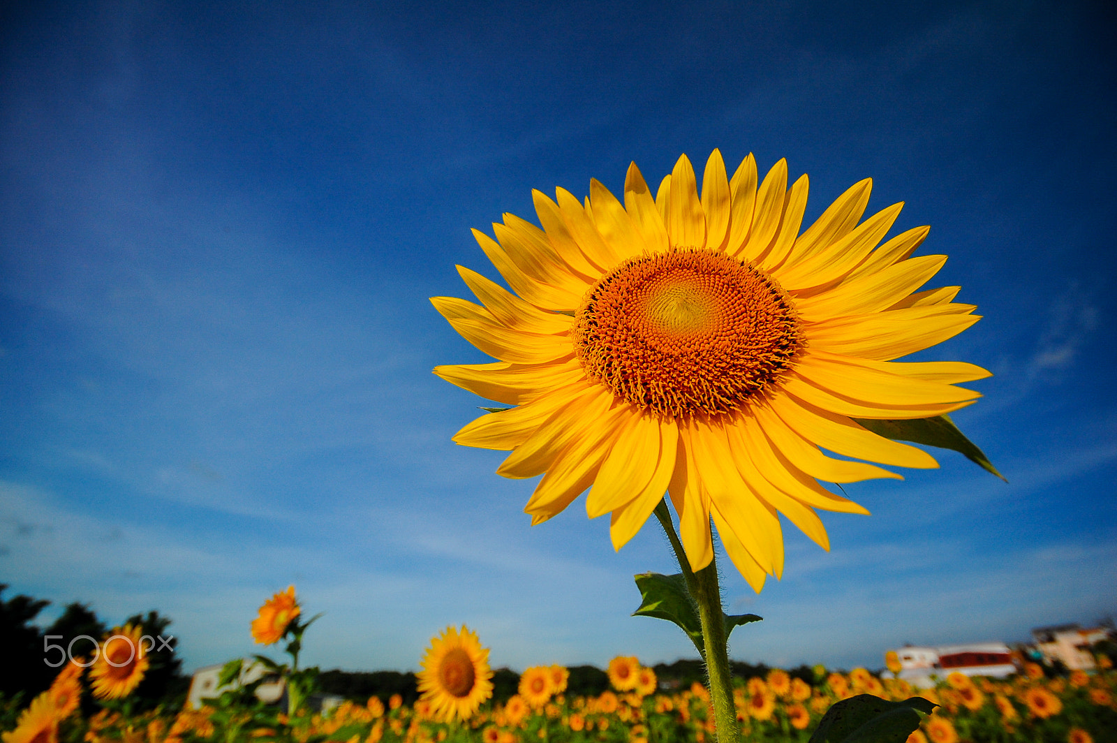 Sigma 10-20mm F4-5.6 EX DC HSM sample photo. Sunflower photography