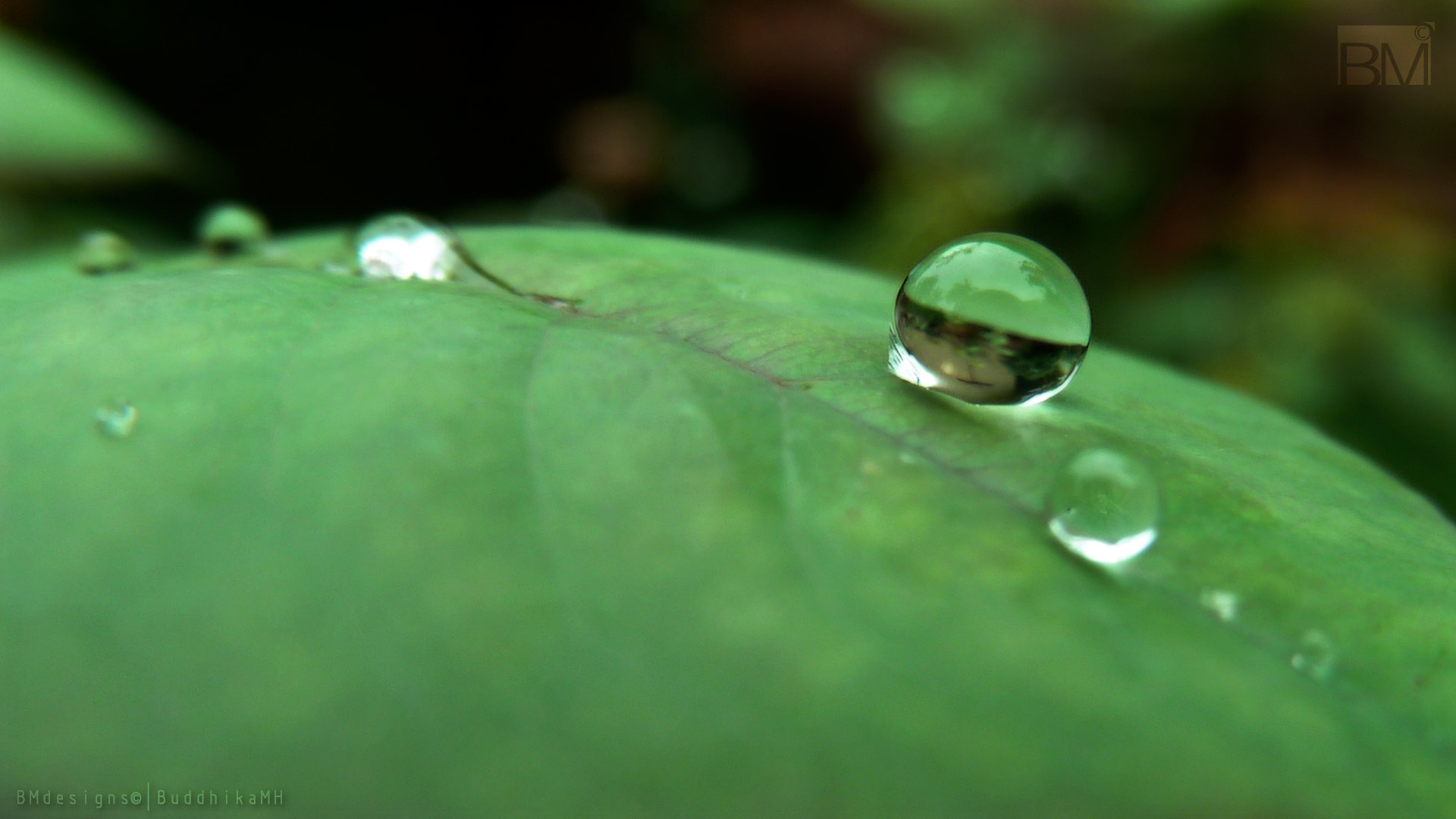 Panasonic Lumix DMC-ZS5 (Lumix DMC-TZ8) sample photo. Dew drops photography