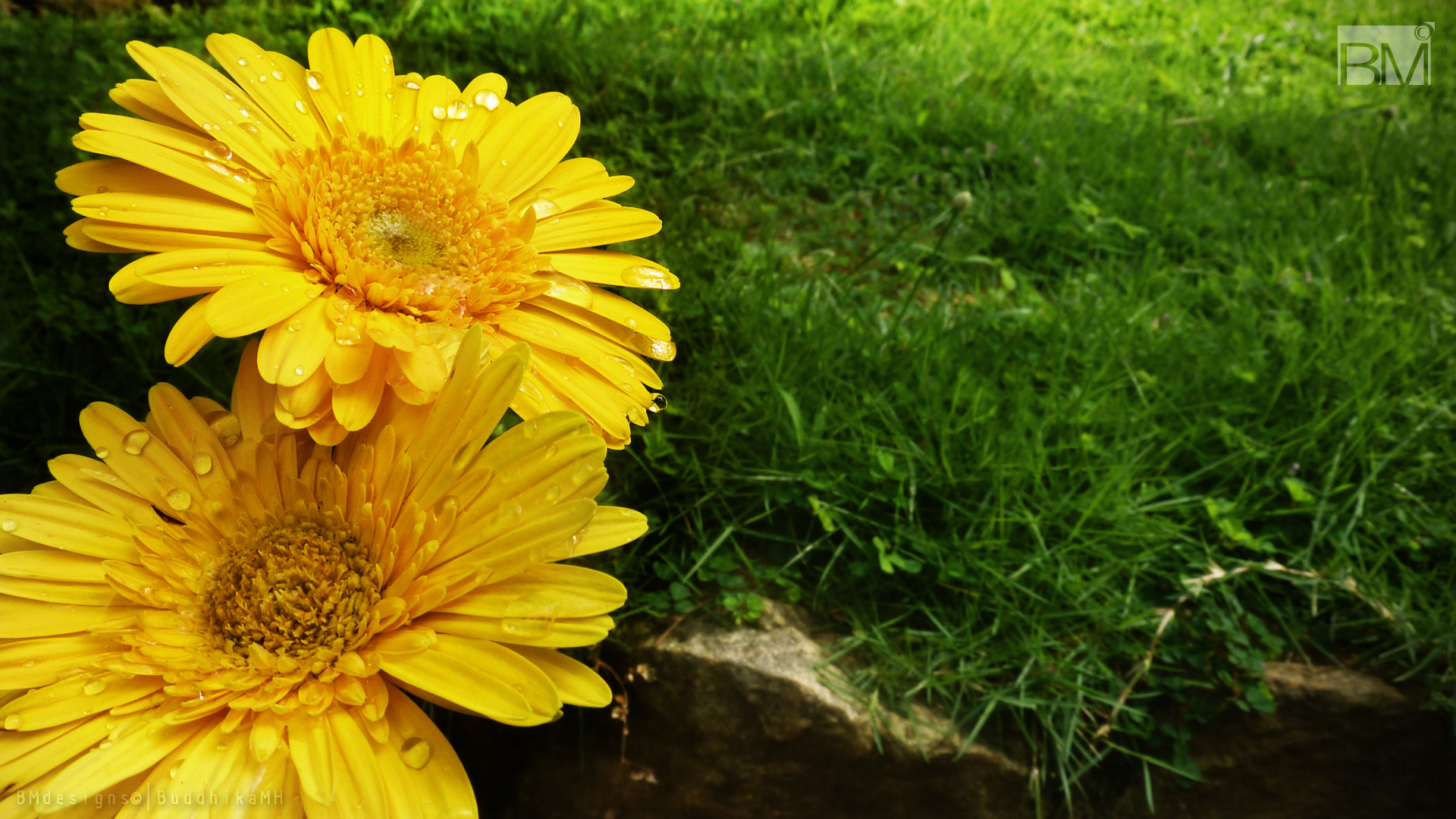 Panasonic Lumix DMC-ZS5 (Lumix DMC-TZ8) sample photo. Sunflowers photography
