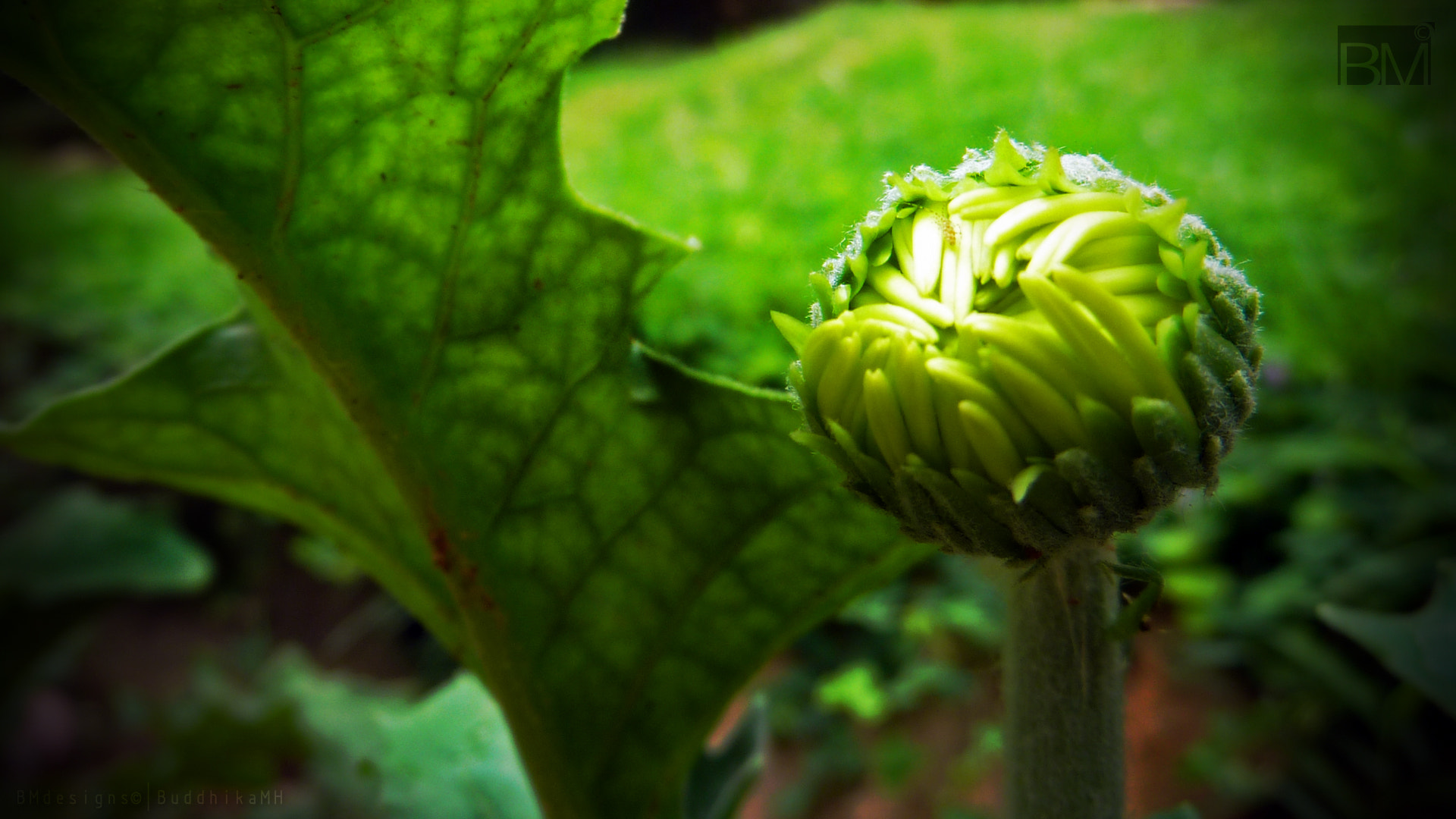 Panasonic Lumix DMC-ZS5 (Lumix DMC-TZ8) sample photo. Budding beauty photography