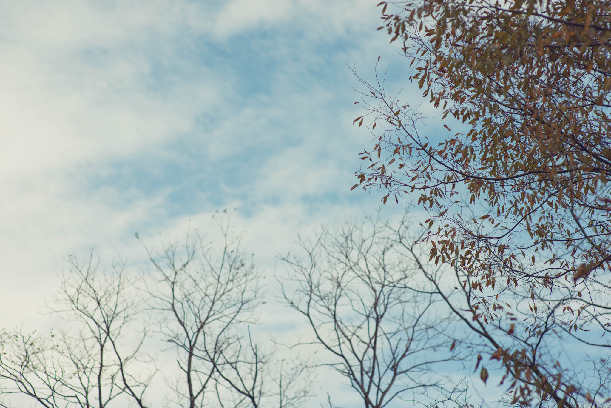 ZEISS Planar T* 85mm F1.4 sample photo. Rocketbn photography
