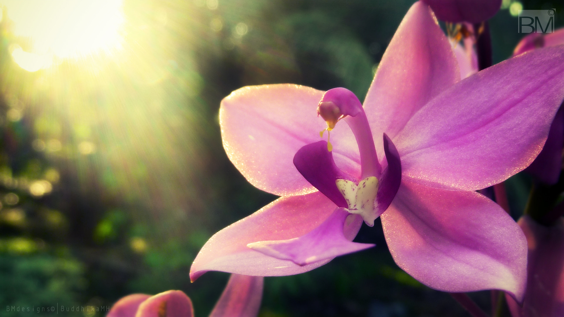 Panasonic Lumix DMC-ZS5 (Lumix DMC-TZ8) sample photo. Dawn with orchids photography