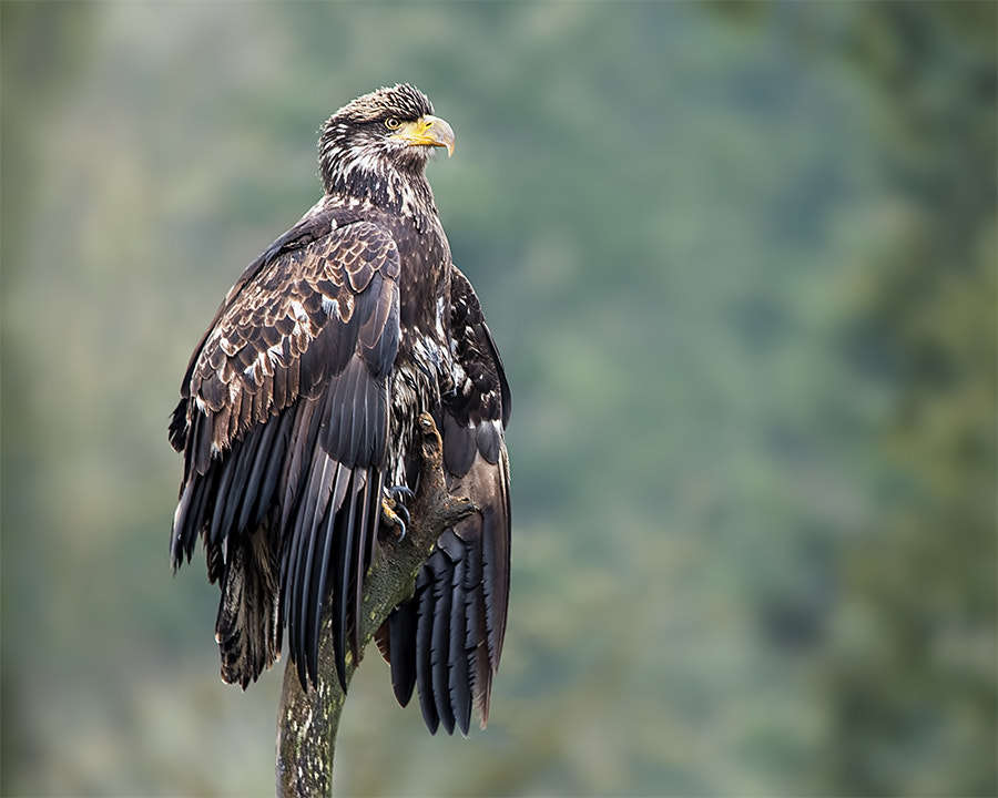 Nikon D750 sample photo. Juvenile eagle photography