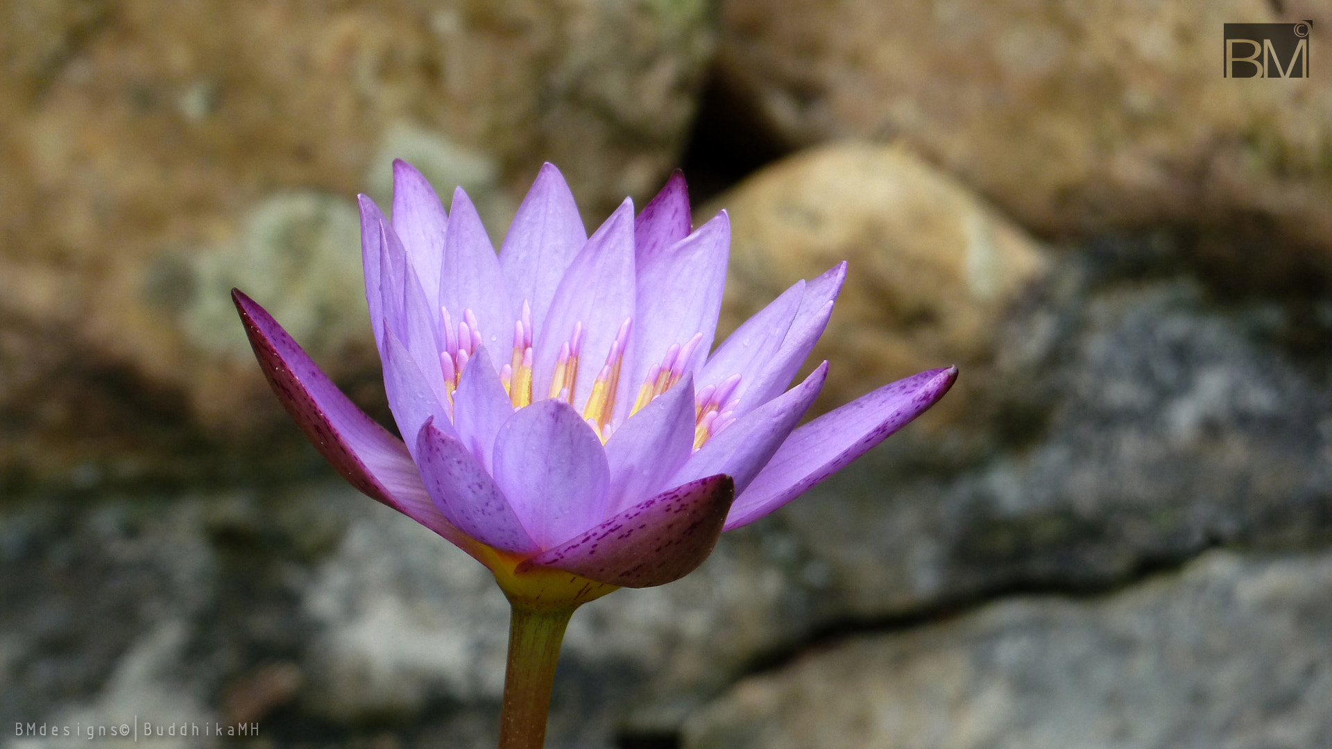 Panasonic Lumix DMC-ZS5 (Lumix DMC-TZ8) sample photo. Nil maanel - water lily 1 photography