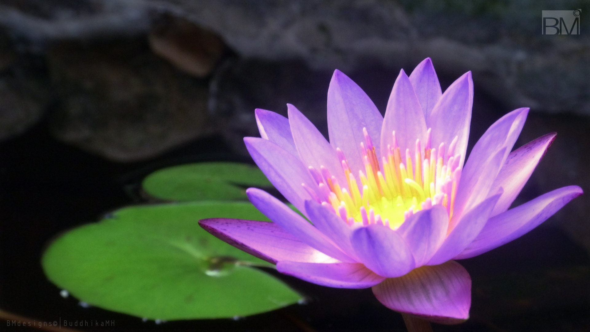 Panasonic Lumix DMC-ZS5 (Lumix DMC-TZ8) sample photo. Nil maanel - water lily 2 photography