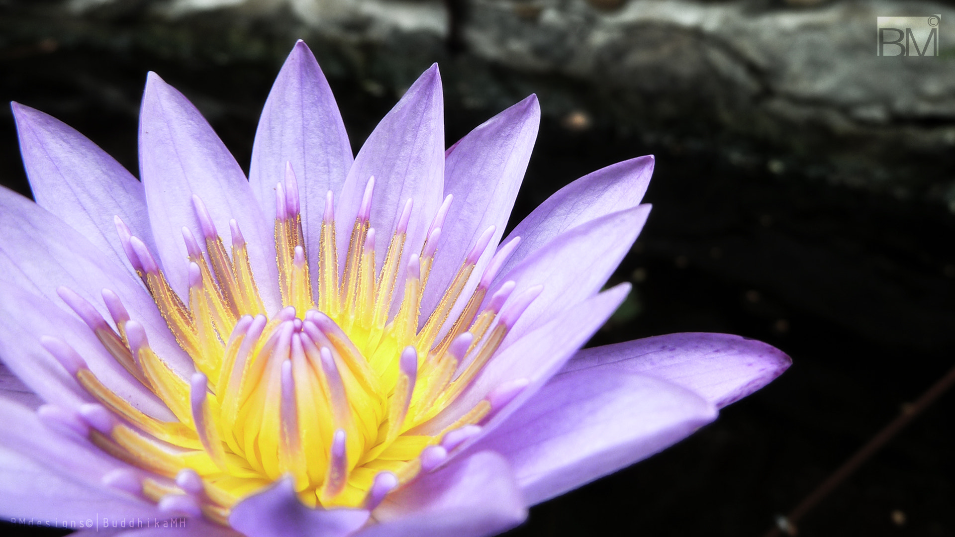 Panasonic Lumix DMC-ZS5 (Lumix DMC-TZ8) sample photo. Nil maanel - water lily 3 photography