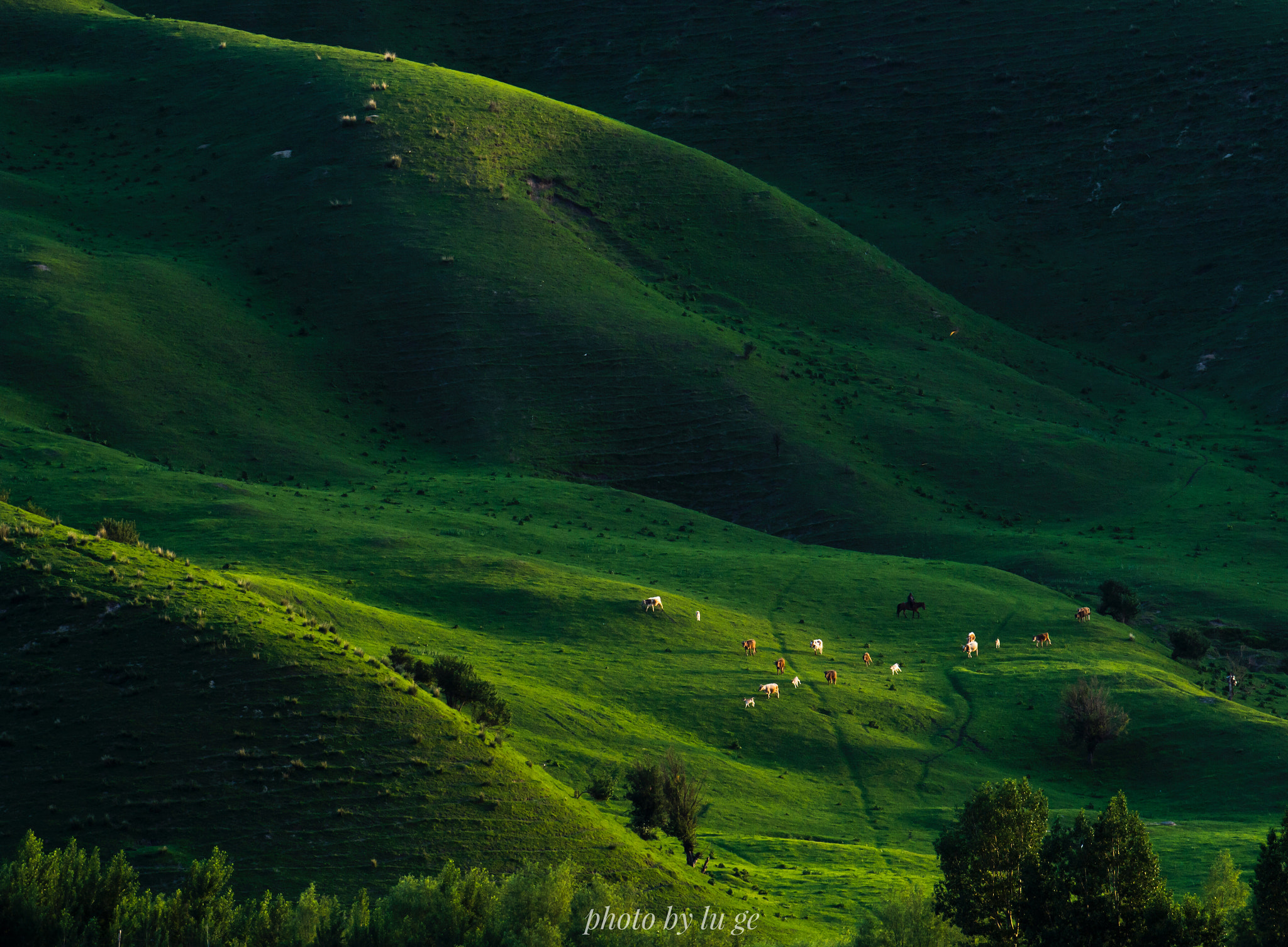 Nikon D7200 sample photo. Nalat grassland,xingjiang uygur autonomous region photography