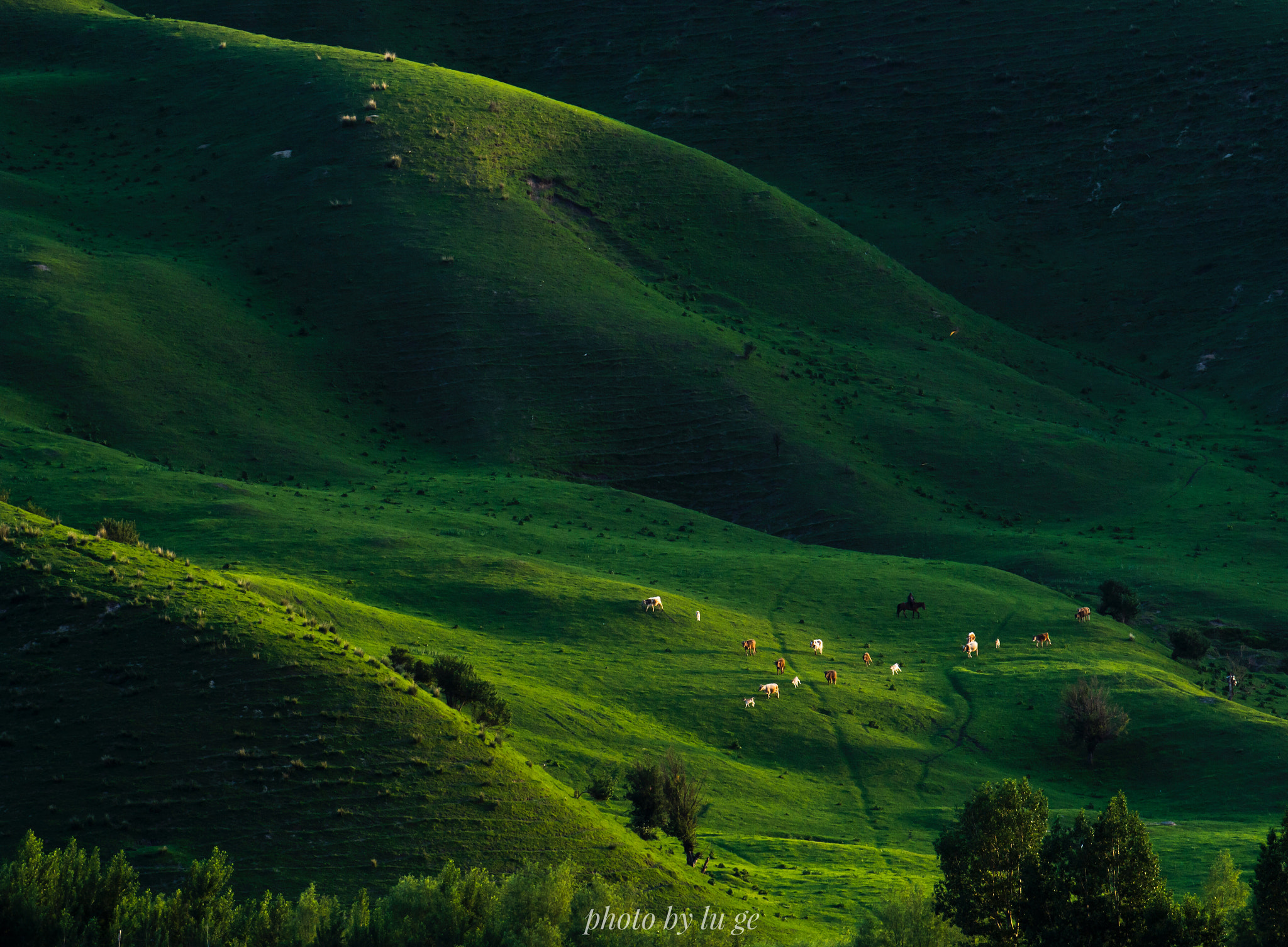 Nikon AF-S Nikkor 70-200mm F2.8G ED VR II sample photo. Nalat grassland,xingjiang uygur autonomous region photography