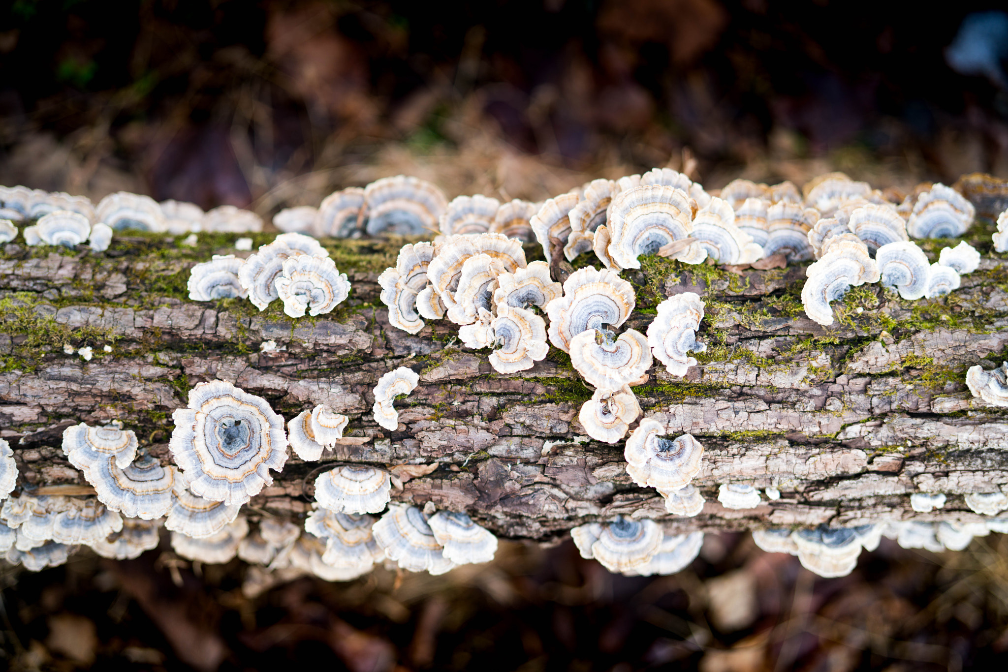Sony Planar T* FE 50mm F1.4 ZA sample photo. Wood ears live here photography