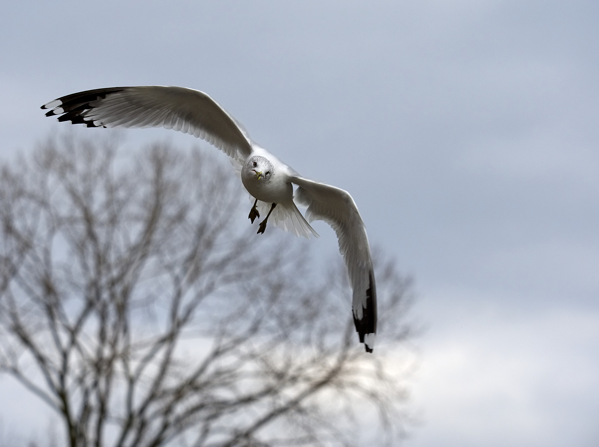 Olympus M.Zuiko Digital ED 40-150mm F2.8 Pro sample photo. A gull photography