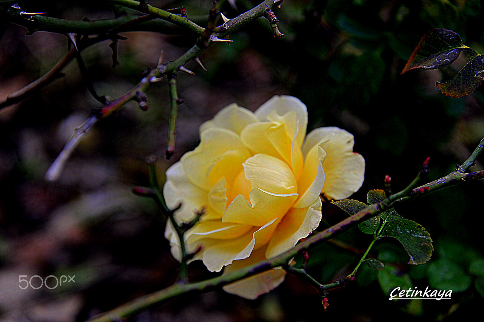 Nikon D3 sample photo. Wınter roses photography