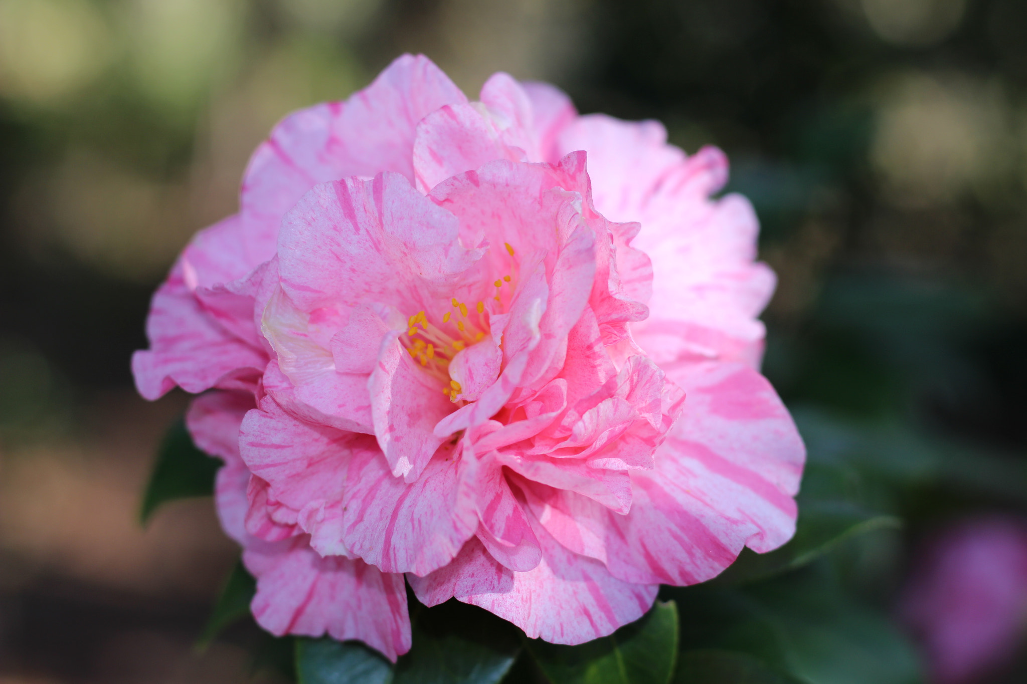 Canon EOS 100D (EOS Rebel SL1 / EOS Kiss X7) sample photo. Kickoff photography