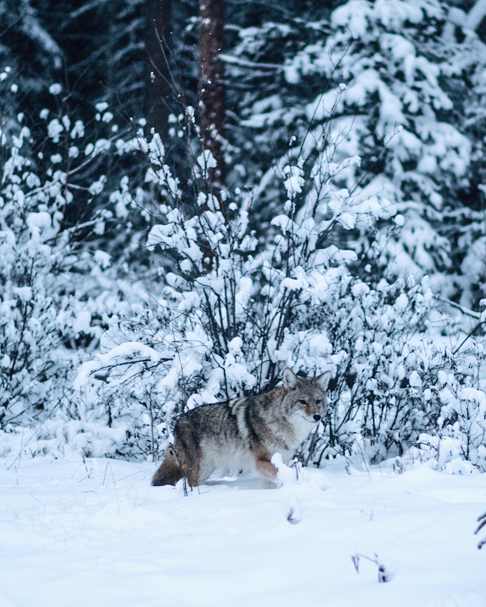 Nikon D4 + Nikon AF-S Nikkor 85mm F1.8G sample photo. Coy-wolf. bow valley parkway. banff. alberta. as m ... photography
