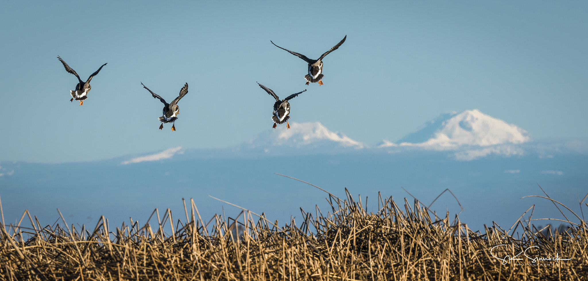 Nikon D800 sample photo. Greater white fronted geese at sacramento nwr photography