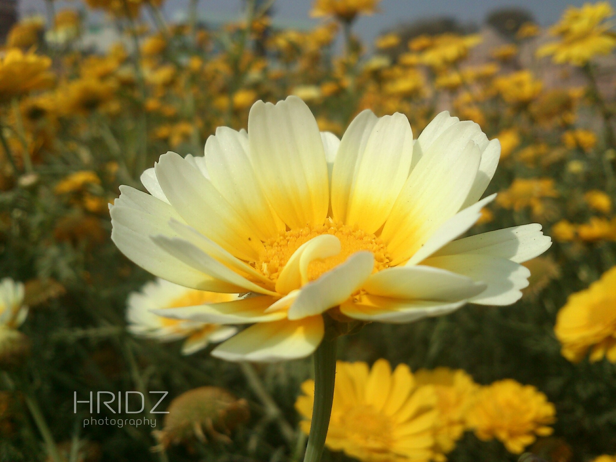 Sony Ericsson Xperia mini sample photo. Blooming nature photography