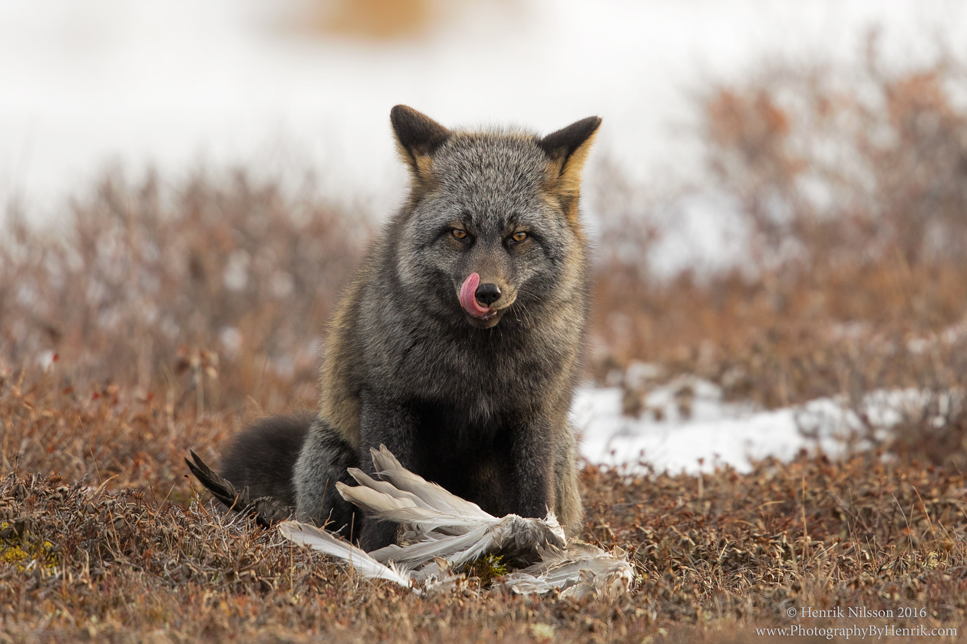 Canon EF 500mm F4L IS II USM sample photo. Slurp photography