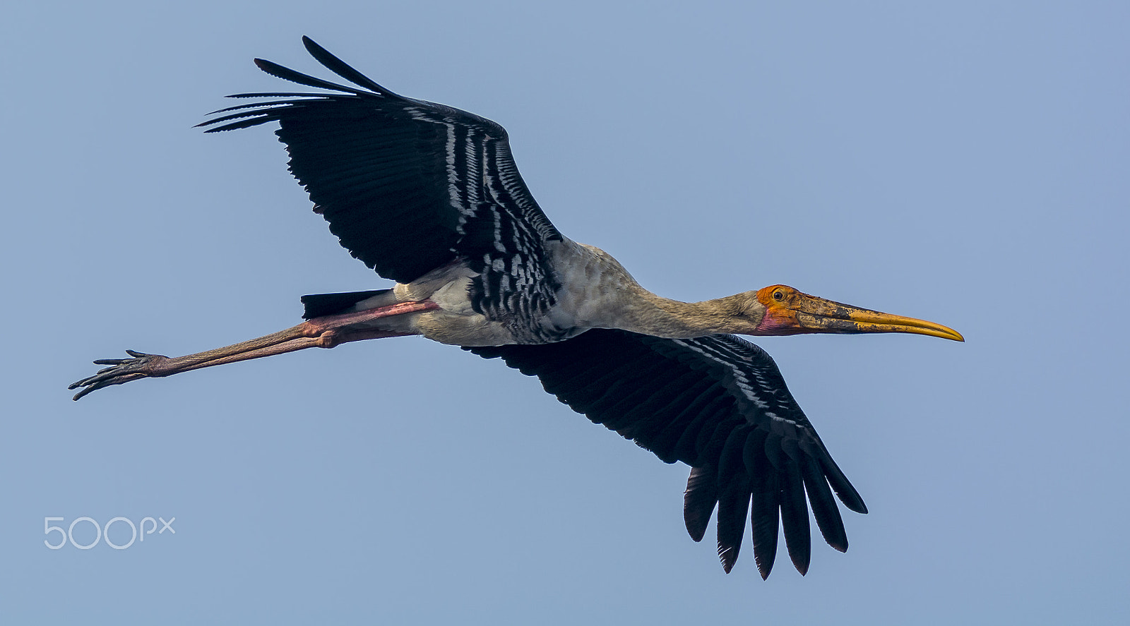 Nikon AF-S Nikkor 200-500mm F5.6E ED VR sample photo. Painted stork photography