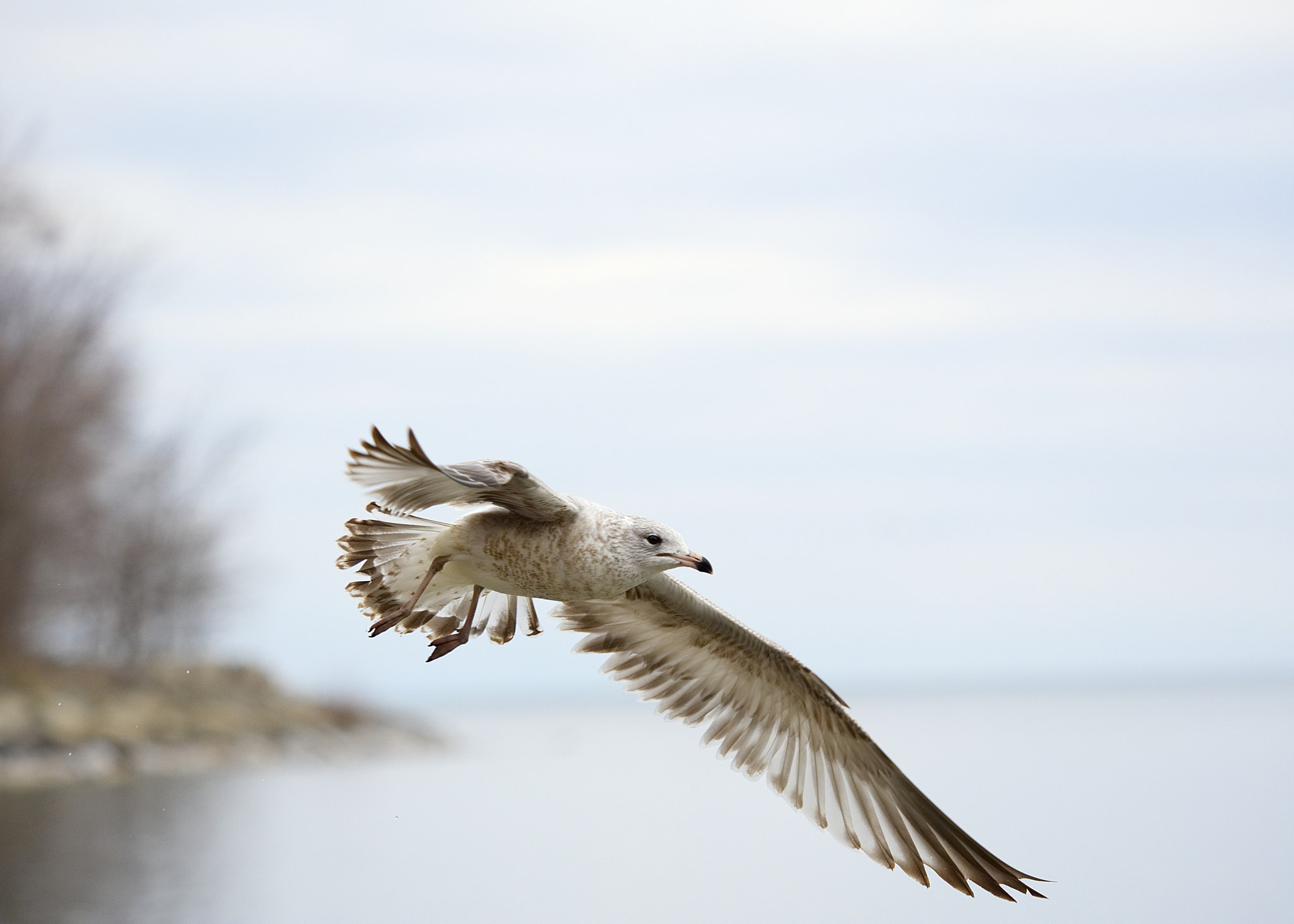 Olympus M.Zuiko Digital ED 40-150mm F2.8 Pro sample photo. A gull (2) photography