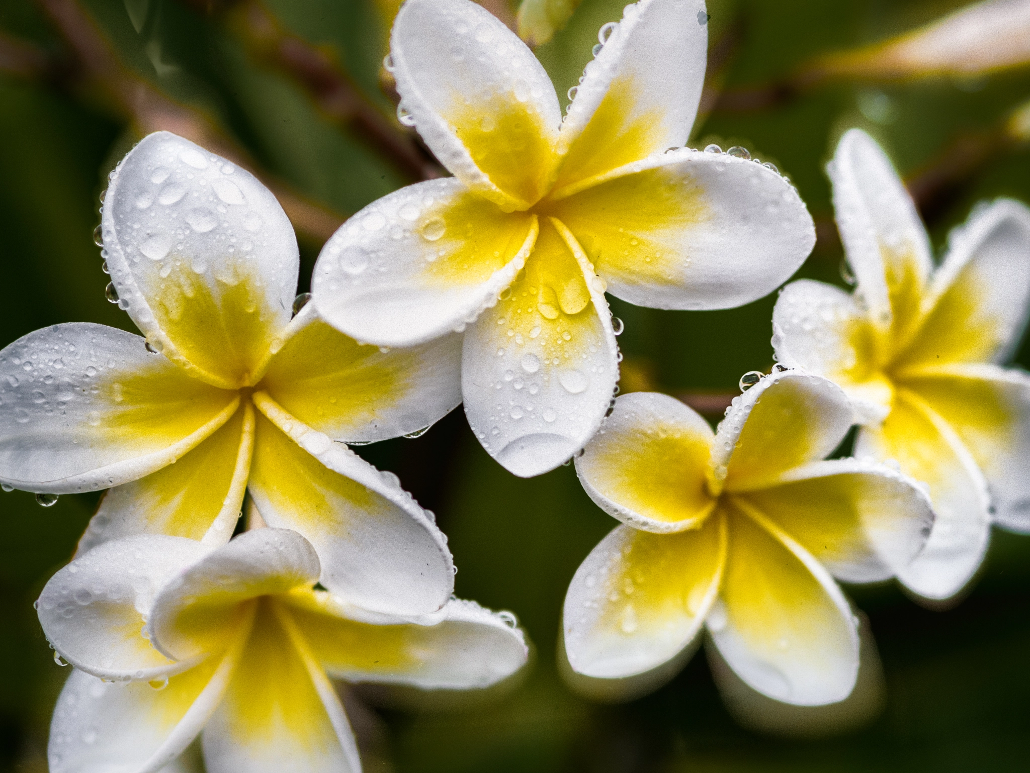 Panasonic Lumix DMC-GX7 + Olympus M.Zuiko Digital ED 75mm F1.8 sample photo. Frangipanis after the rain photography