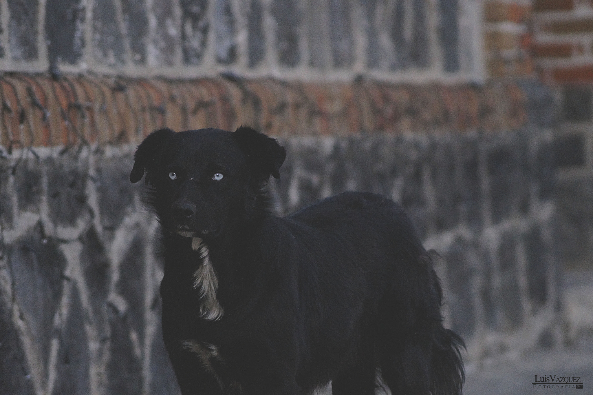 Sony SLT-A58 + Sony DT 55-200mm F4-5.6 SAM sample photo. ... photography